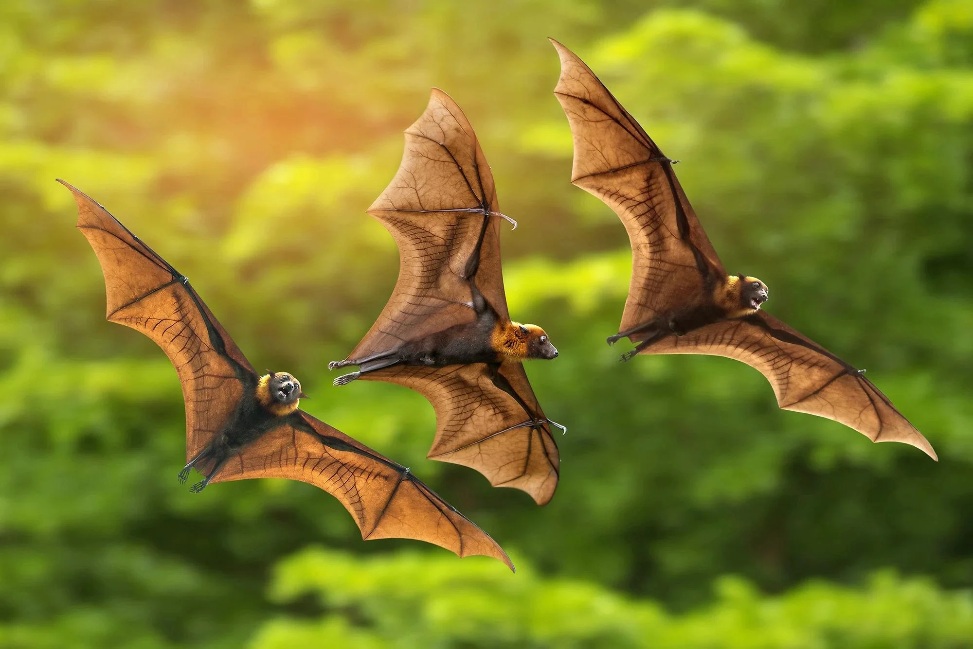 bats.jpg