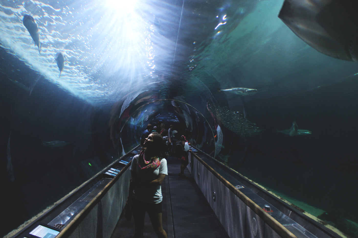 Underwater-tunnel-aquarium.jpg