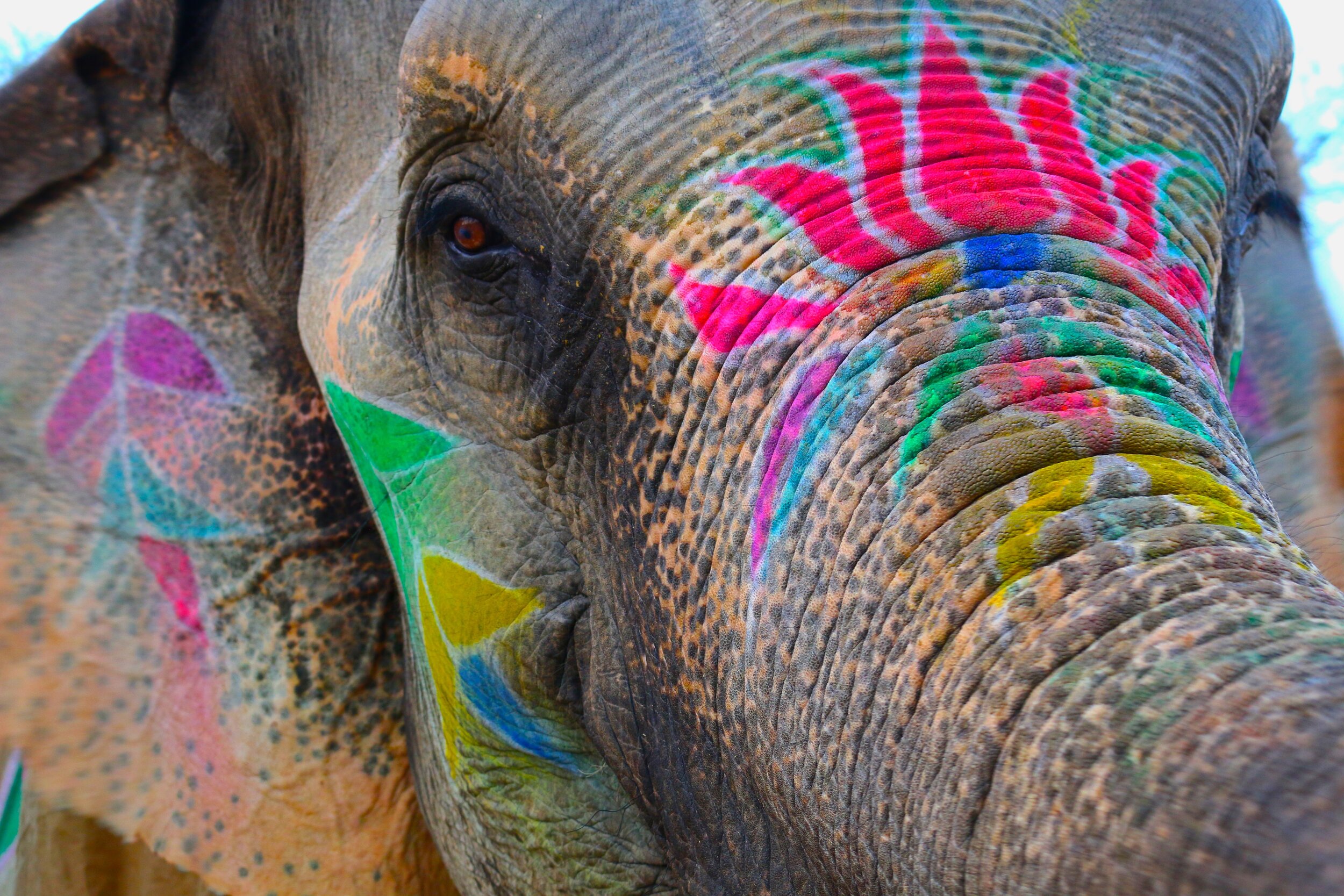 Elephant, India.jpg