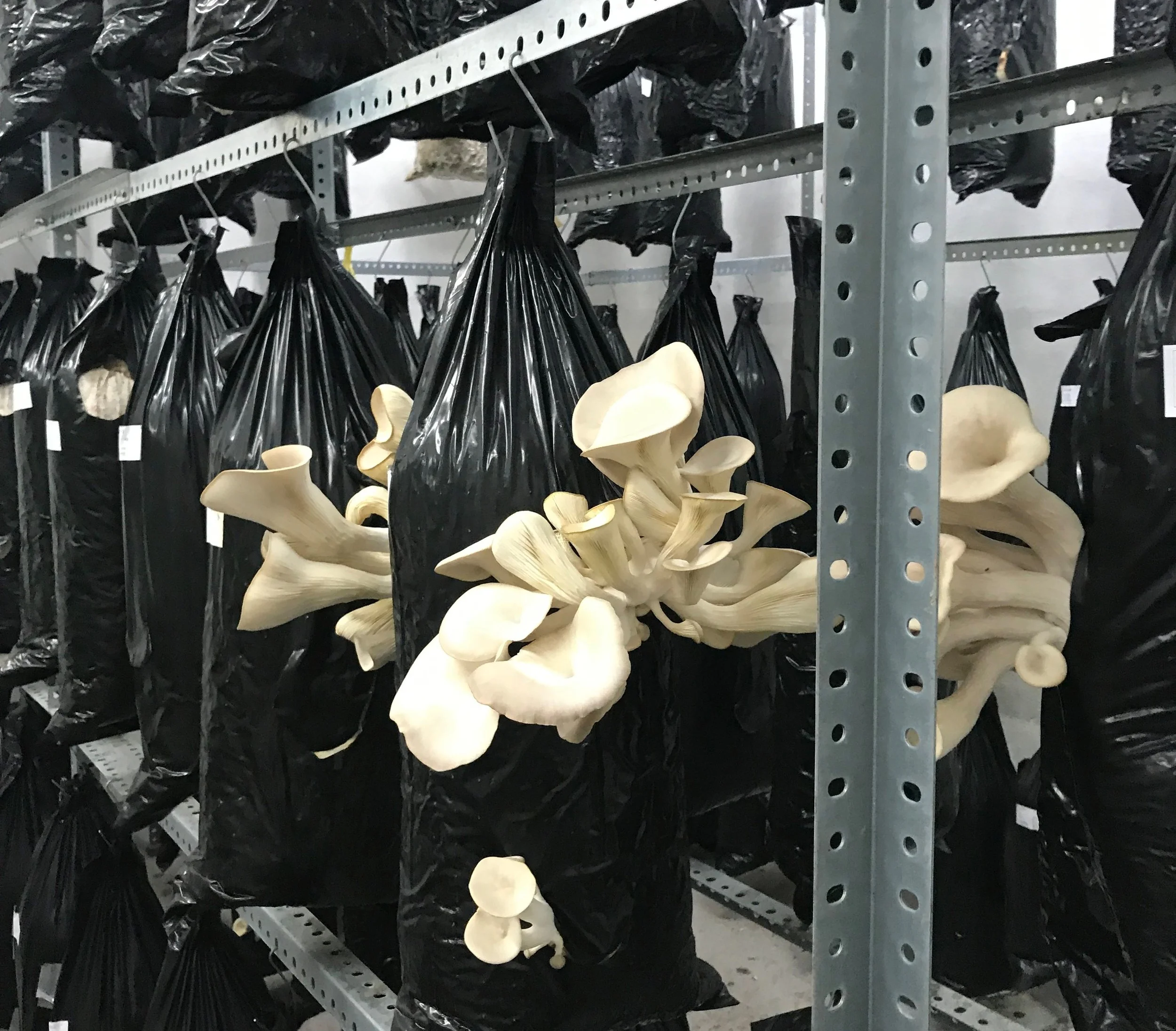 A row of oyster mushrooms in the indoor growing facility at Hut&Stiel