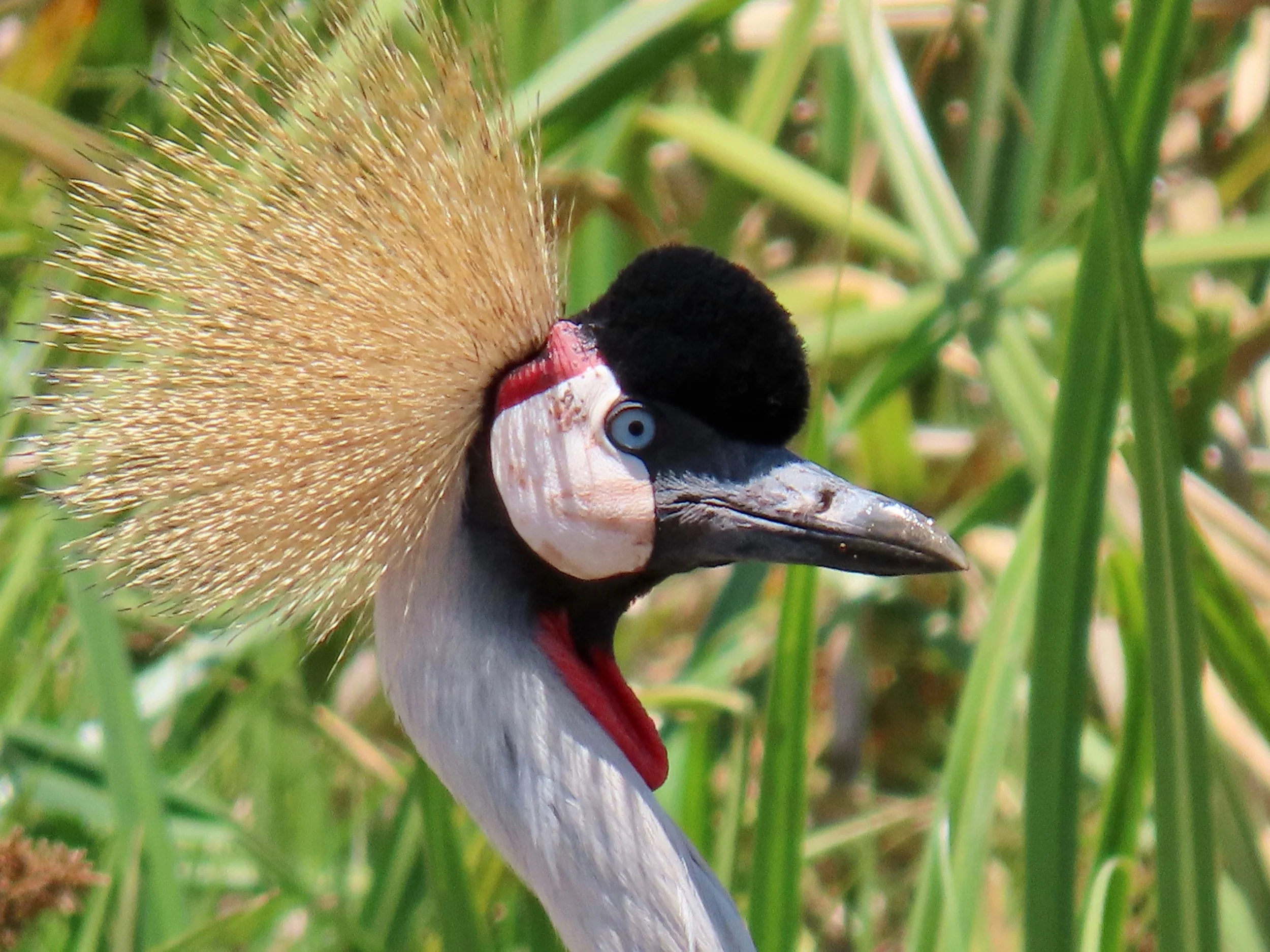 Other African Animals (Day 37)