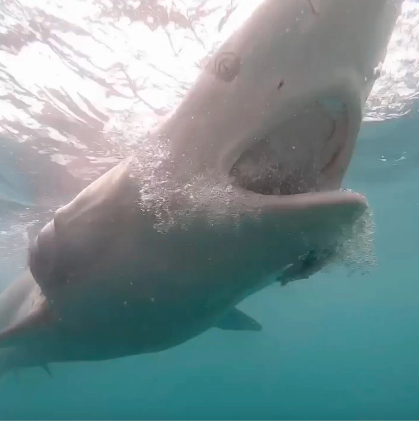 Shark Cage Diving and More (Day 74)