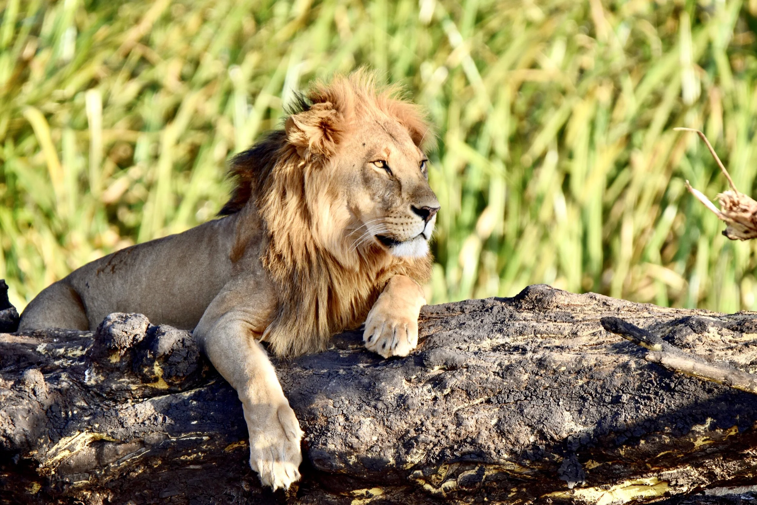 Big 5 and More (Day 36)