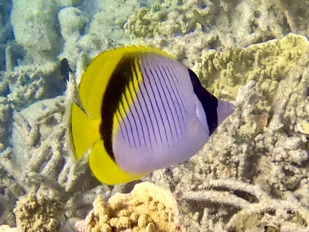 Great Barrier Reef (Day 88)