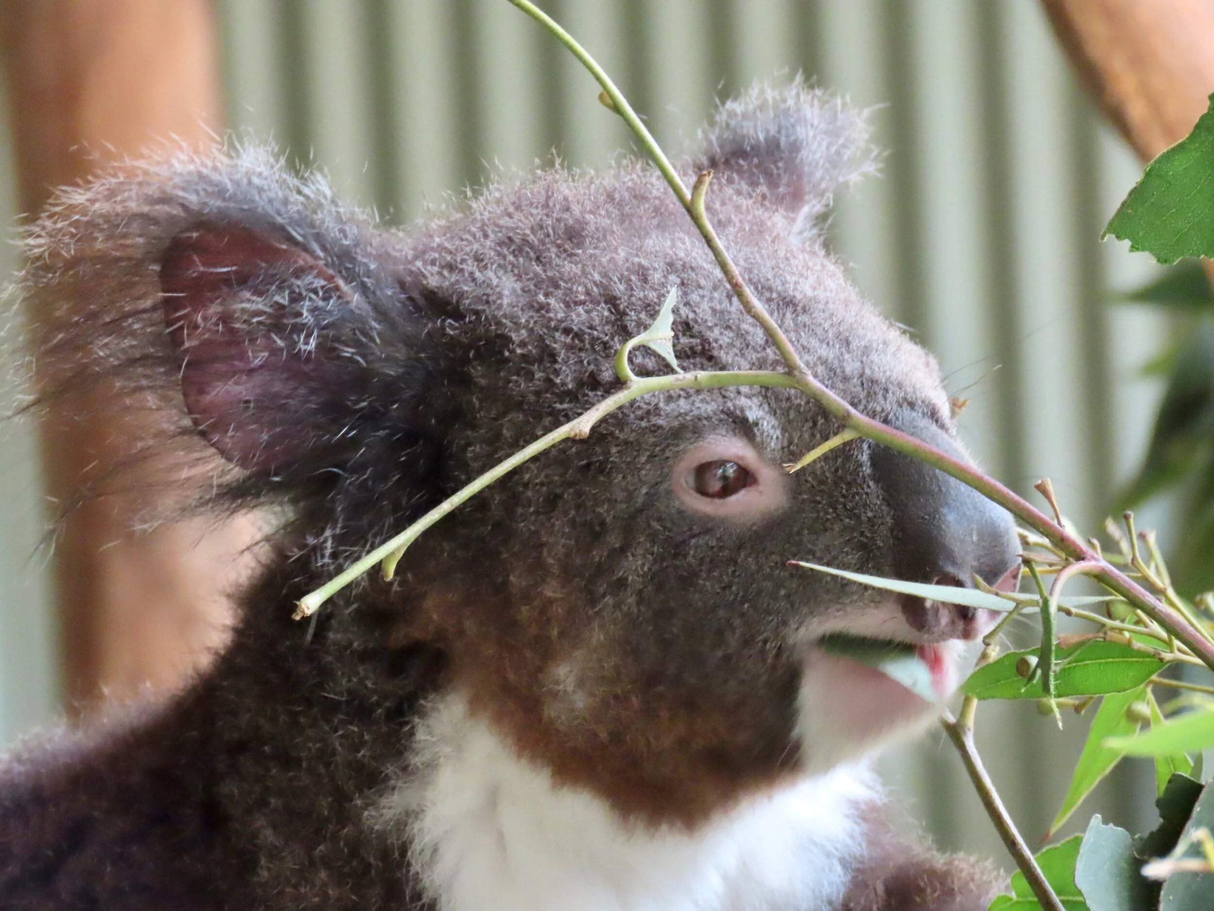 Huey on Koalas (Day 111)