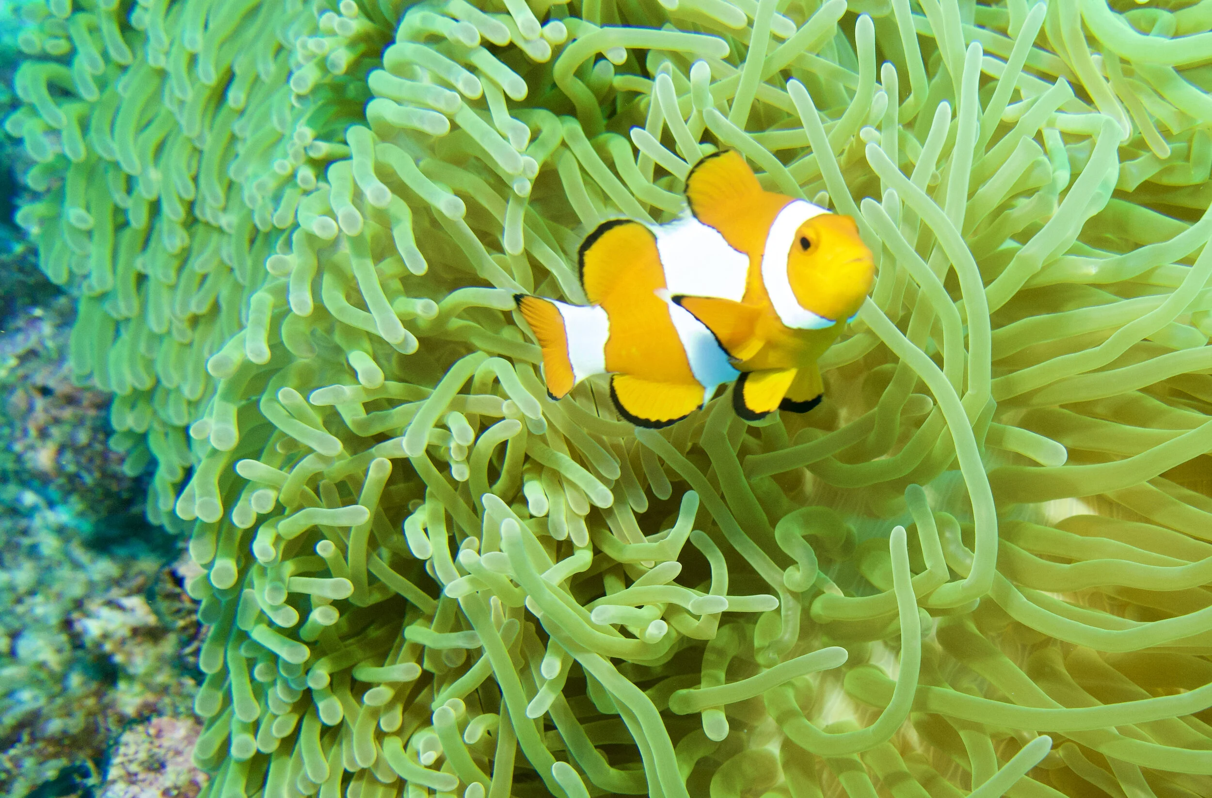 Finding Nemo (Day 177)