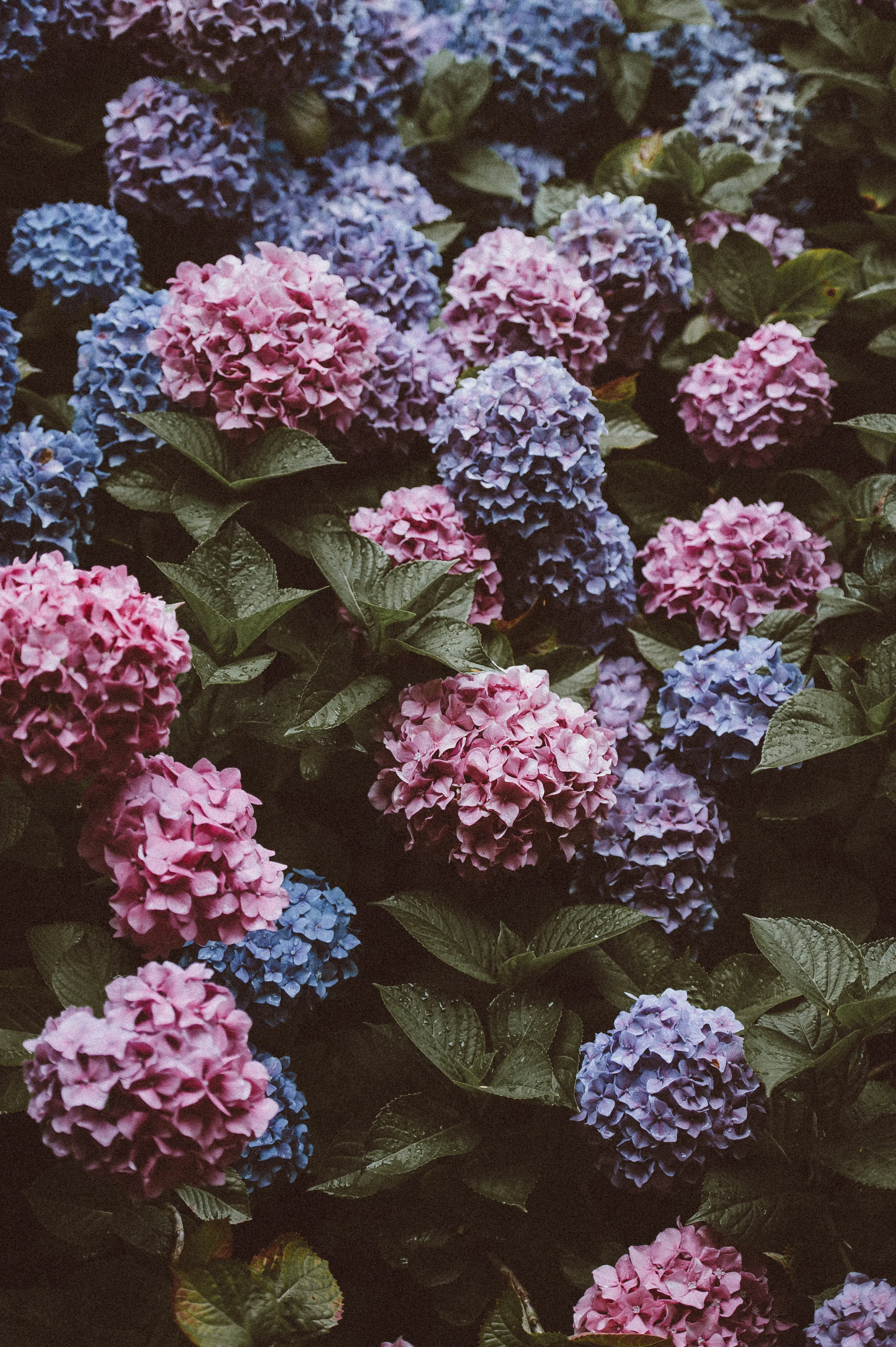 Hydrangea Pruning Workshop