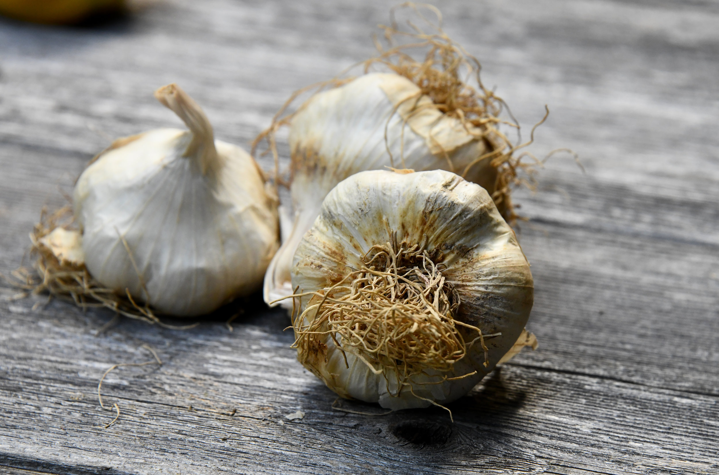 Garlic Growing Tips