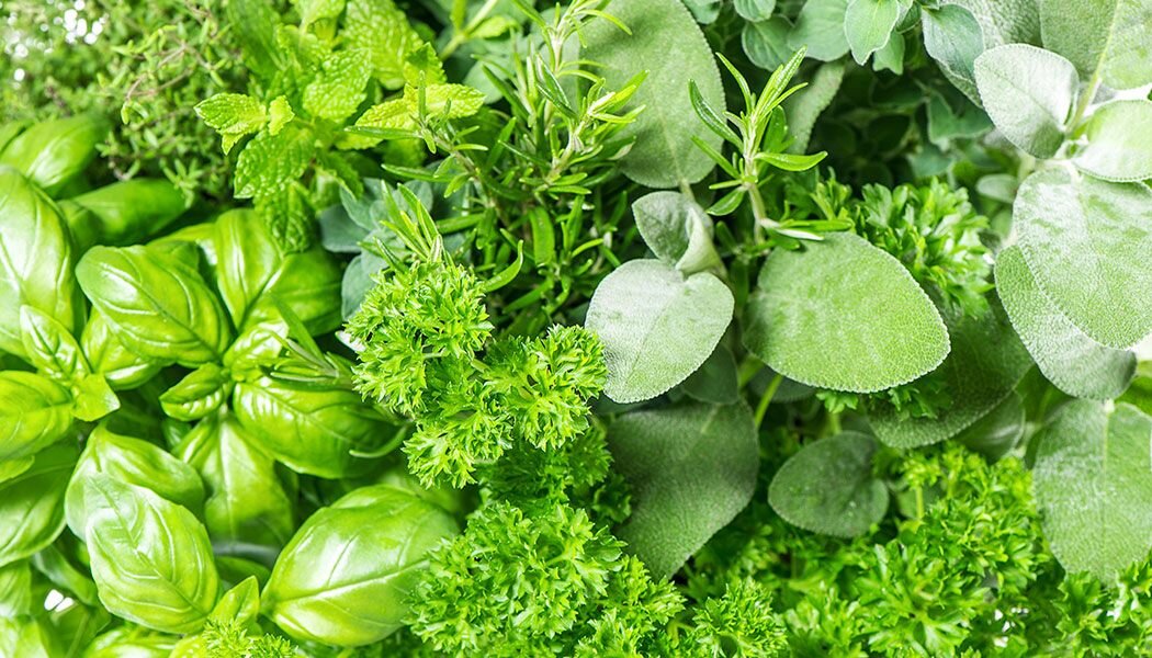 Kids Club Event: Create a herb garden