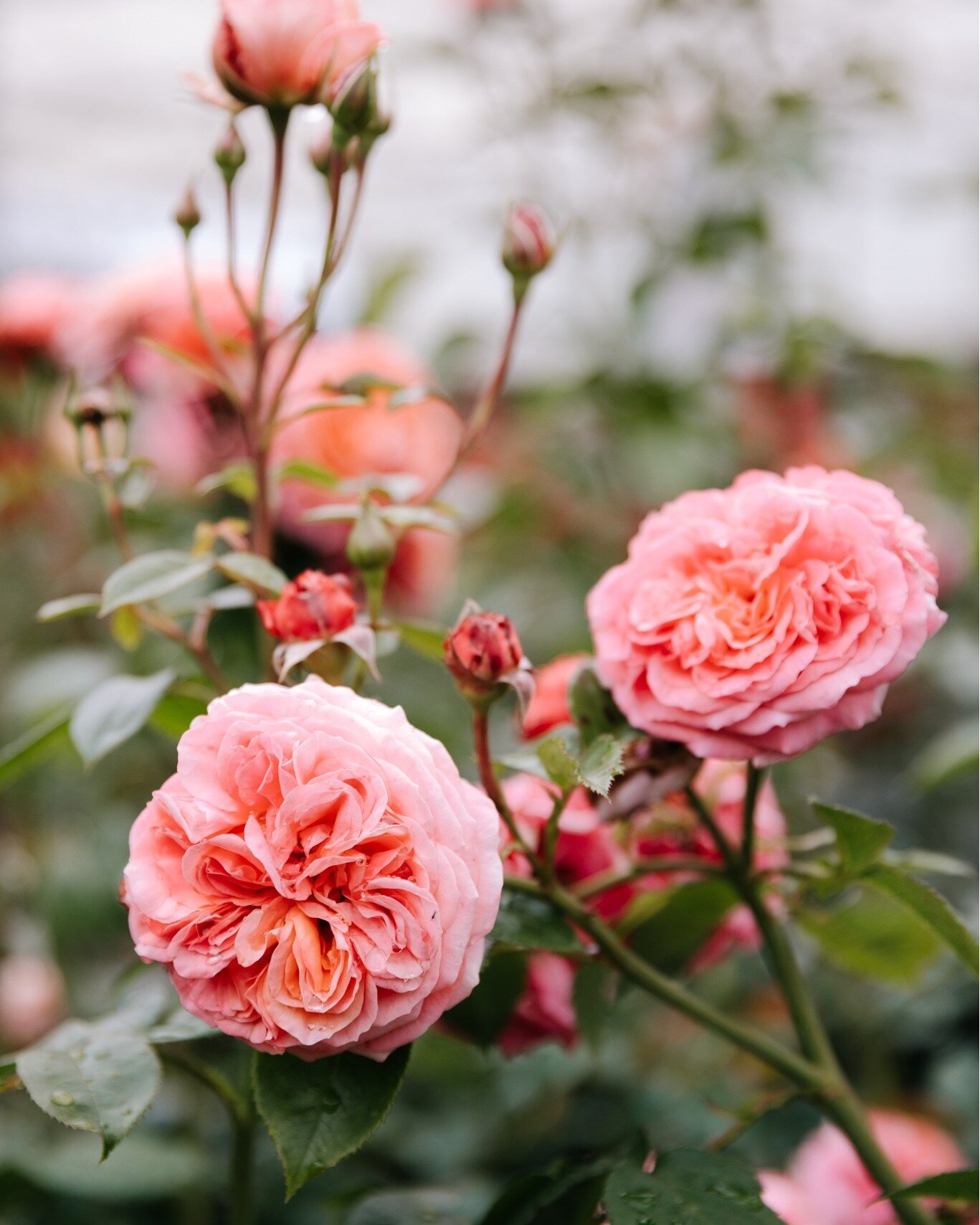 This gorgeous rose in store and in flower now - the Floribunda 'Sexy Rexy'. 

Just look at all those gorgeous layers!