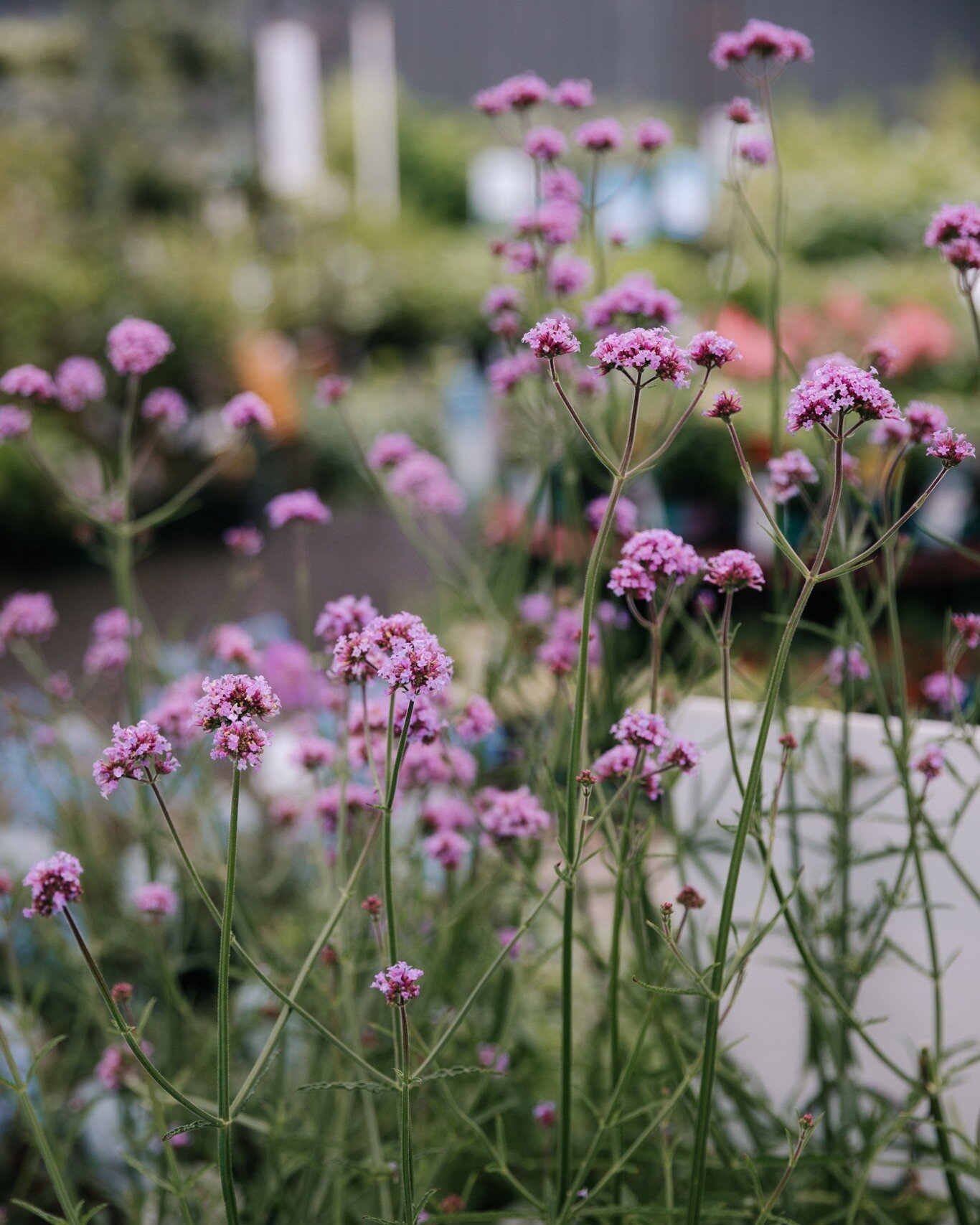 Verbena 'Meteor Shower' is so easy grow and so easy to love. In store and flowering now.