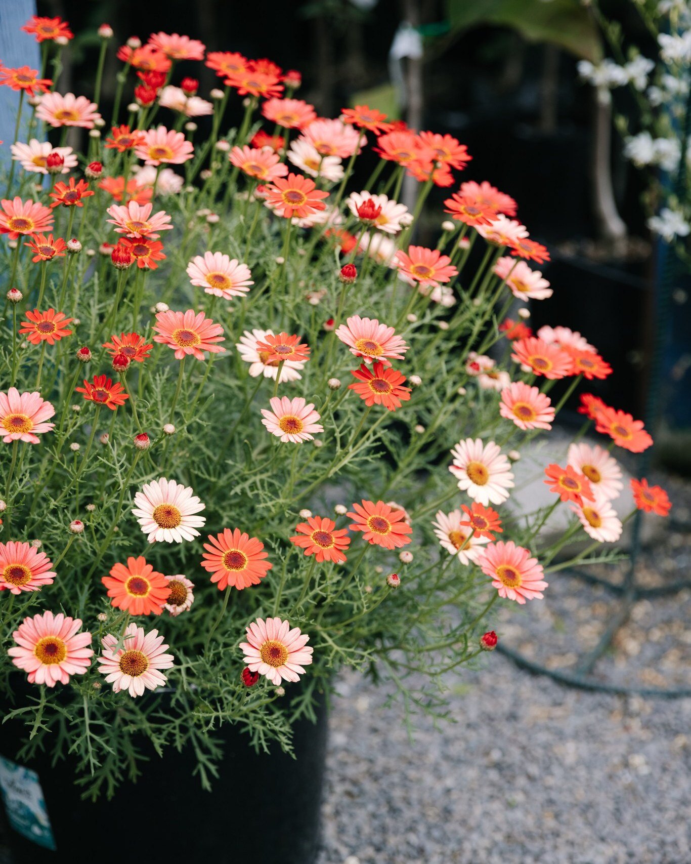 Grandessa Daisies - a Green Door fave! 

These fabulous perennials are incredibly long flowering and change colour as they age creating a lovely mosaic with the different shades of red. 

In store now.