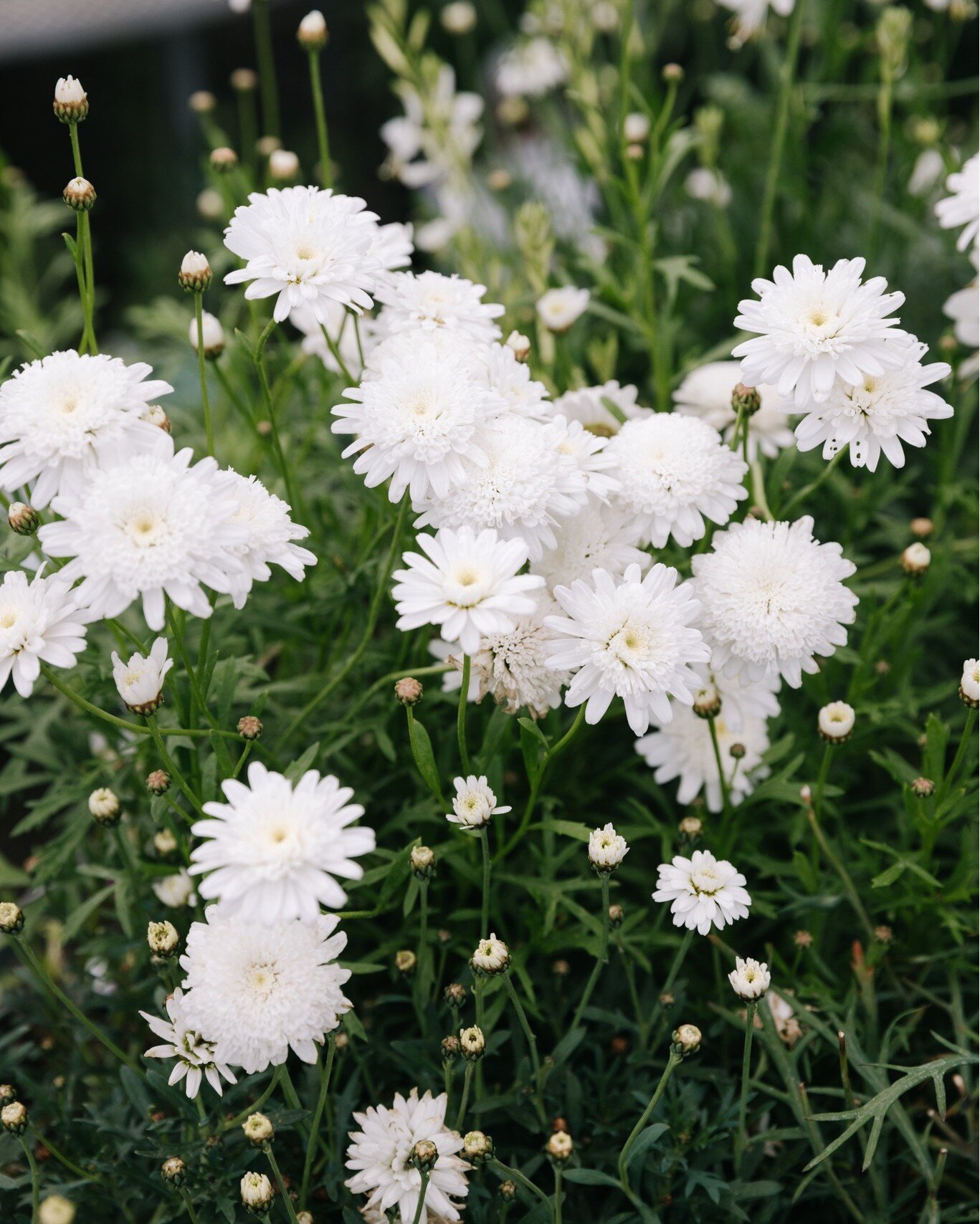 Another day, another Daisy!

This time we've got Federation Daisies - which are in store at the moment and just gorgeous! White, pink or coral - whatever takes your fancy. Long flowering and prolific. A fabulous perennial for a garden border and grea