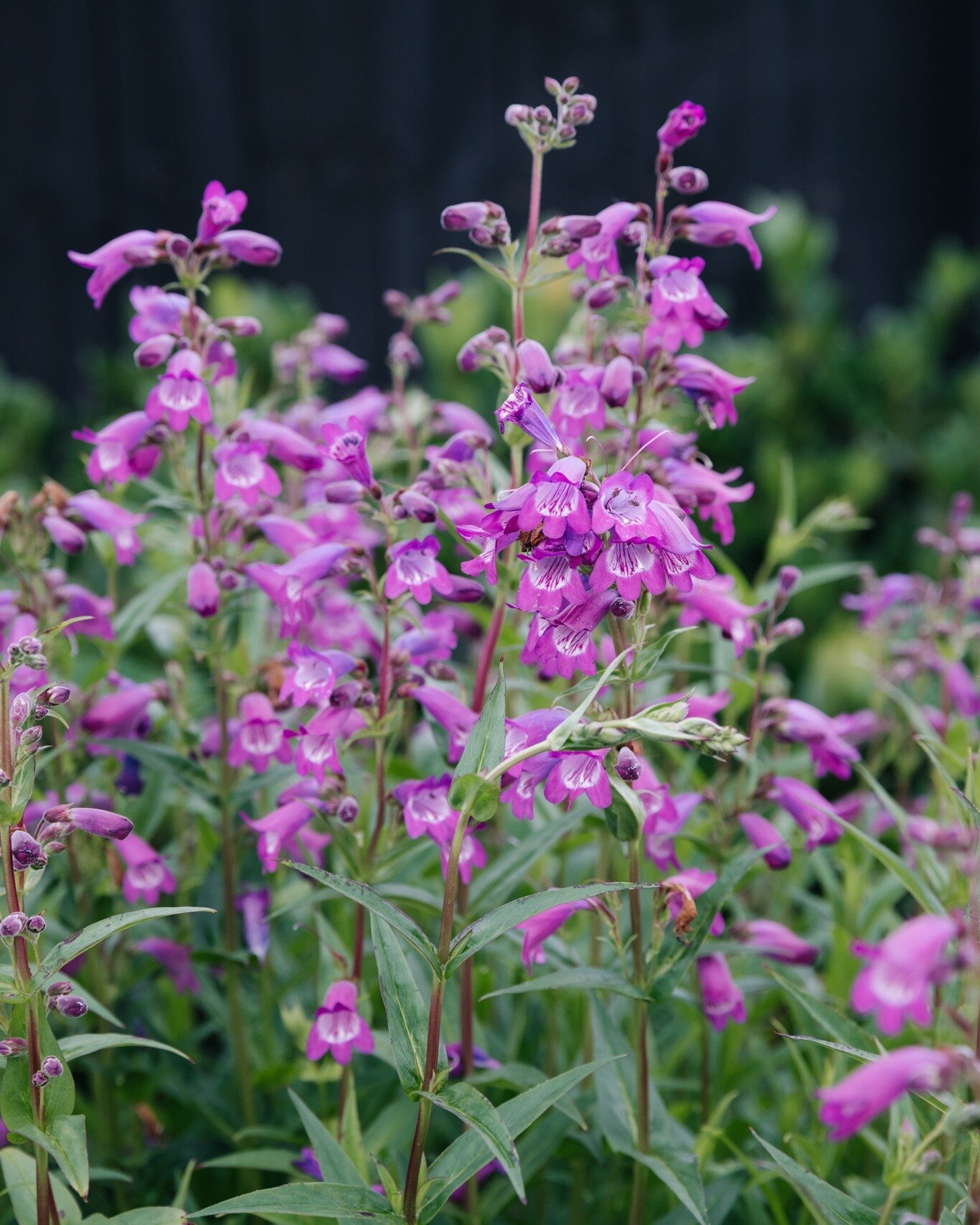 Penstemon in the front car park ... we also have gorgeous colours and varieties in store. Lovely spikes of bell shaped flowers bringing beautiful colour to the garden.