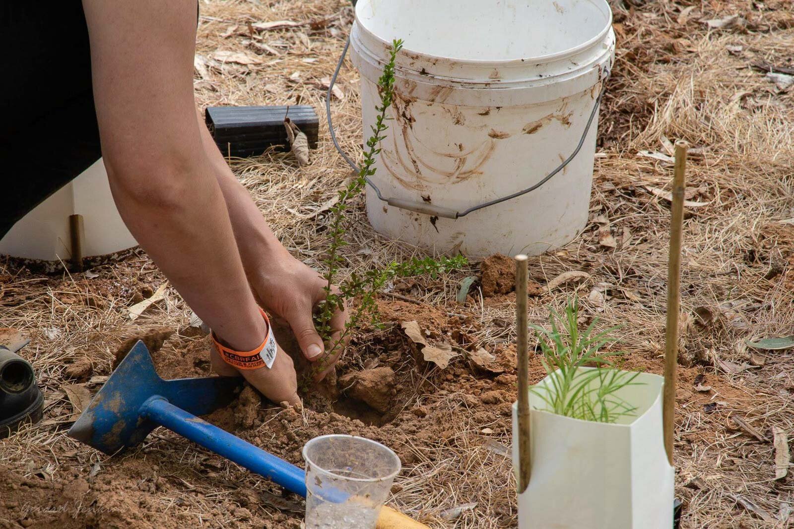 installing plants gerard jenkins.jpg