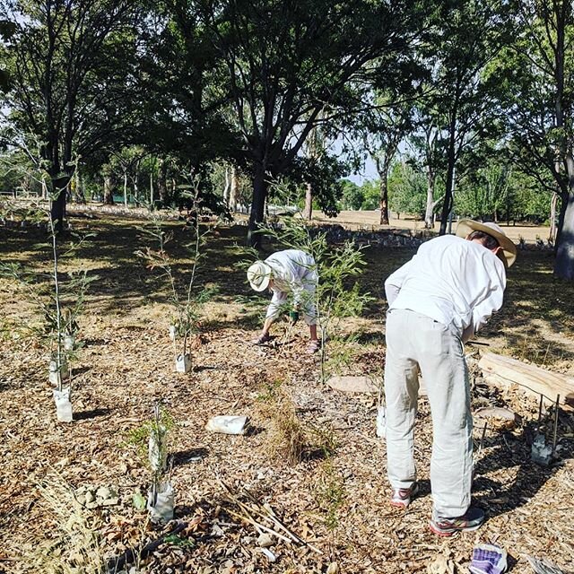 Giving the plants at #birdscapingCBR some room to grow. Fingers crossed for rain!