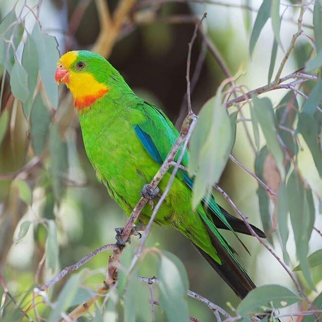 How superb is this parrot? 🌈 You can find out more about superb parrots and other local birdlife at our Yerrabi Pond Bird Talk and Walk on March 15th. 🐦 More info can be found on the events tab of our website (link in bio). #seechange #wildlife #bi