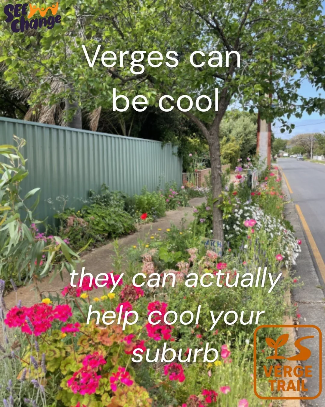Plants on verges cool the suburbs, improve the health of our soil, improves biodiversity and reduces run off into the storm water.
SEE Change is creating a verge trail to showcase interesting verges, click the link to the Bio to nominate a verge that