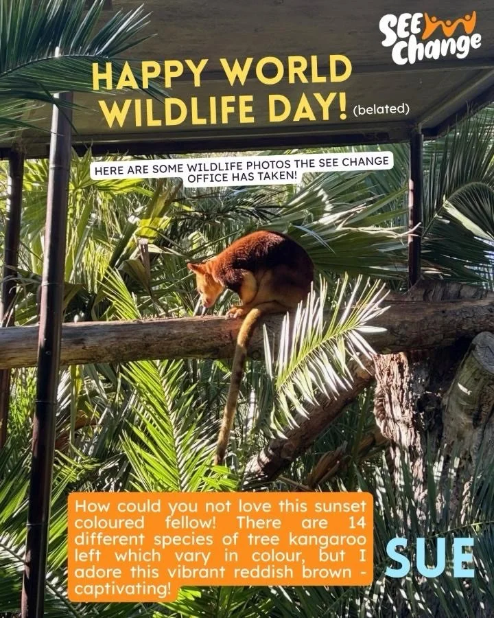 We&rsquo;re a little late to #worldwildlifeday this year&mdash;following the napping panda in this post, perhaps&hellip; Nonetheless, happy World Wildlife Day 2026 from SEE Change!

Do you have a favourite wildlife pic you&rsquo;ve taken? Share your 