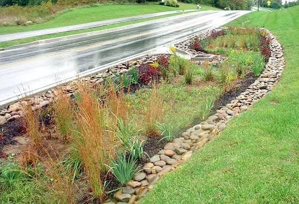 How to plant around a Swale: Right plant, right place