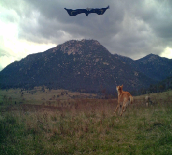 A Shared Dilemma - Protecting Wildlife and Livestock - Talk on Dingos in Namadgi
