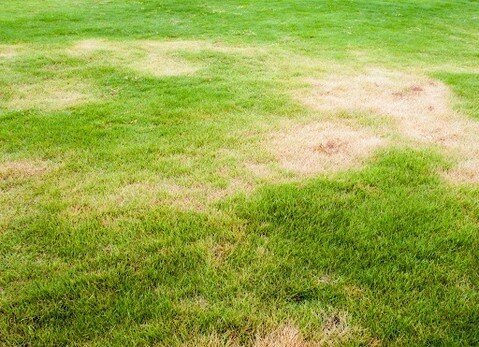 Fungi occur naturally in turfgrass, helping to break down and degrade thatch, keeping your turf healthy. But when this delicate balance of microorganisms is thrown off, or your turf experiences stress and strain, the disease becomes a major threat.

