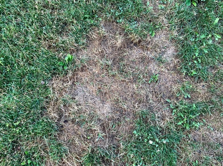 The Complete Guide To Turfgrass Diseases