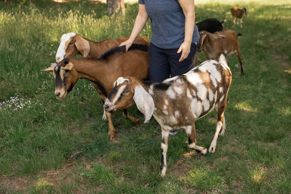 Person herding several goats on lush green grass in a park
