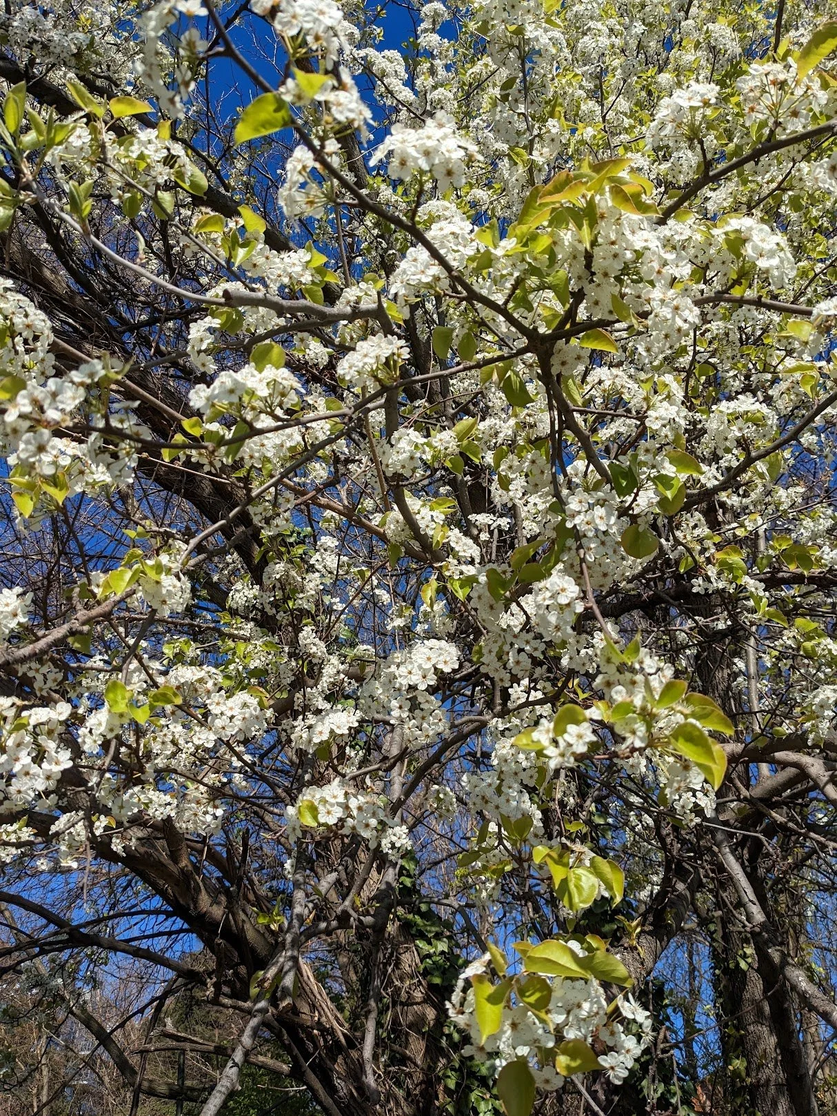 Spring bradford pears.jpg