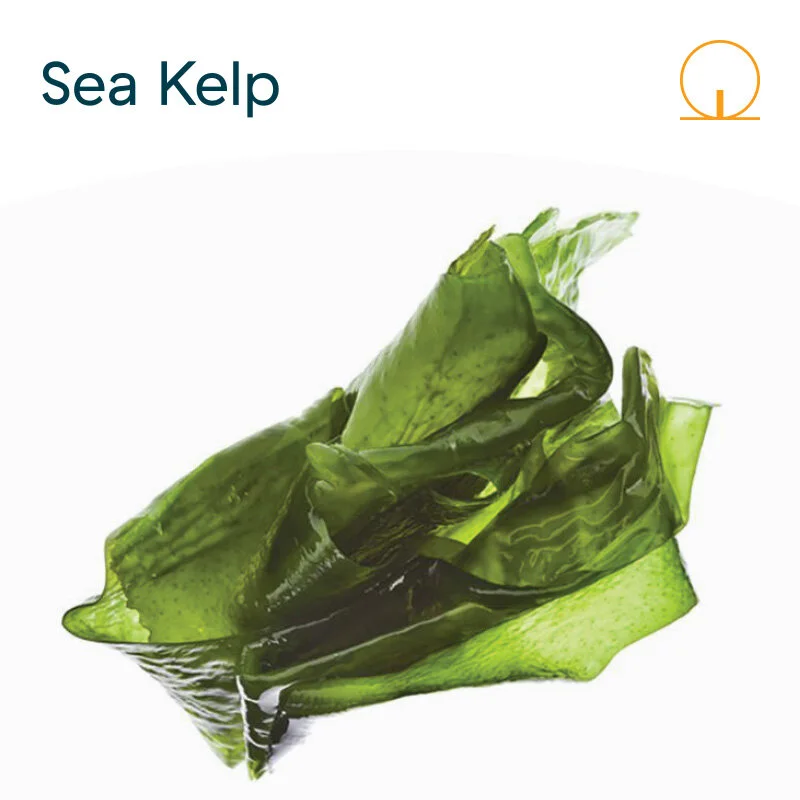 Sea Kelp candle — Wick: A Candle Bar