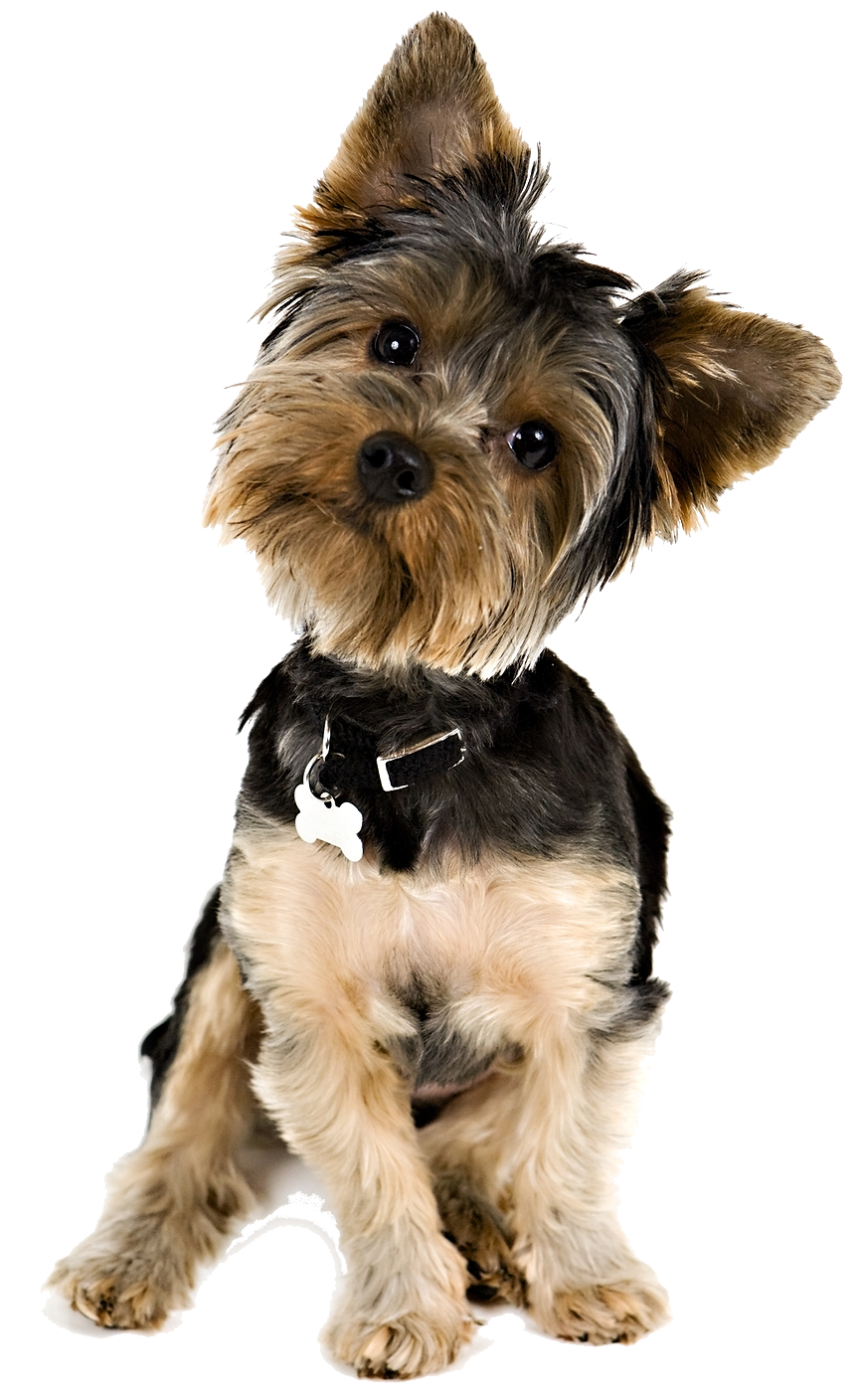yorkie puppy tilting head