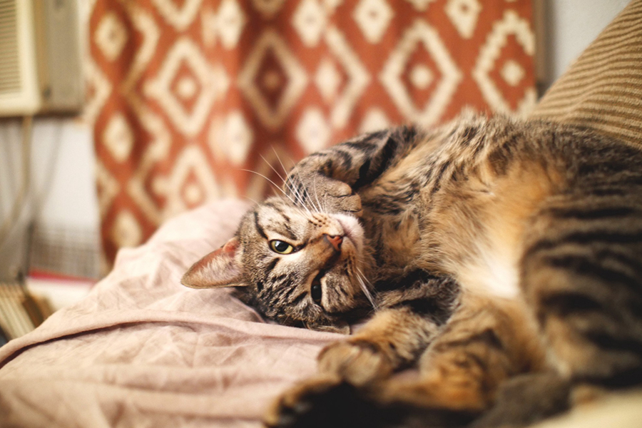 New Cat Parent Guide — A1 Pet Emporium