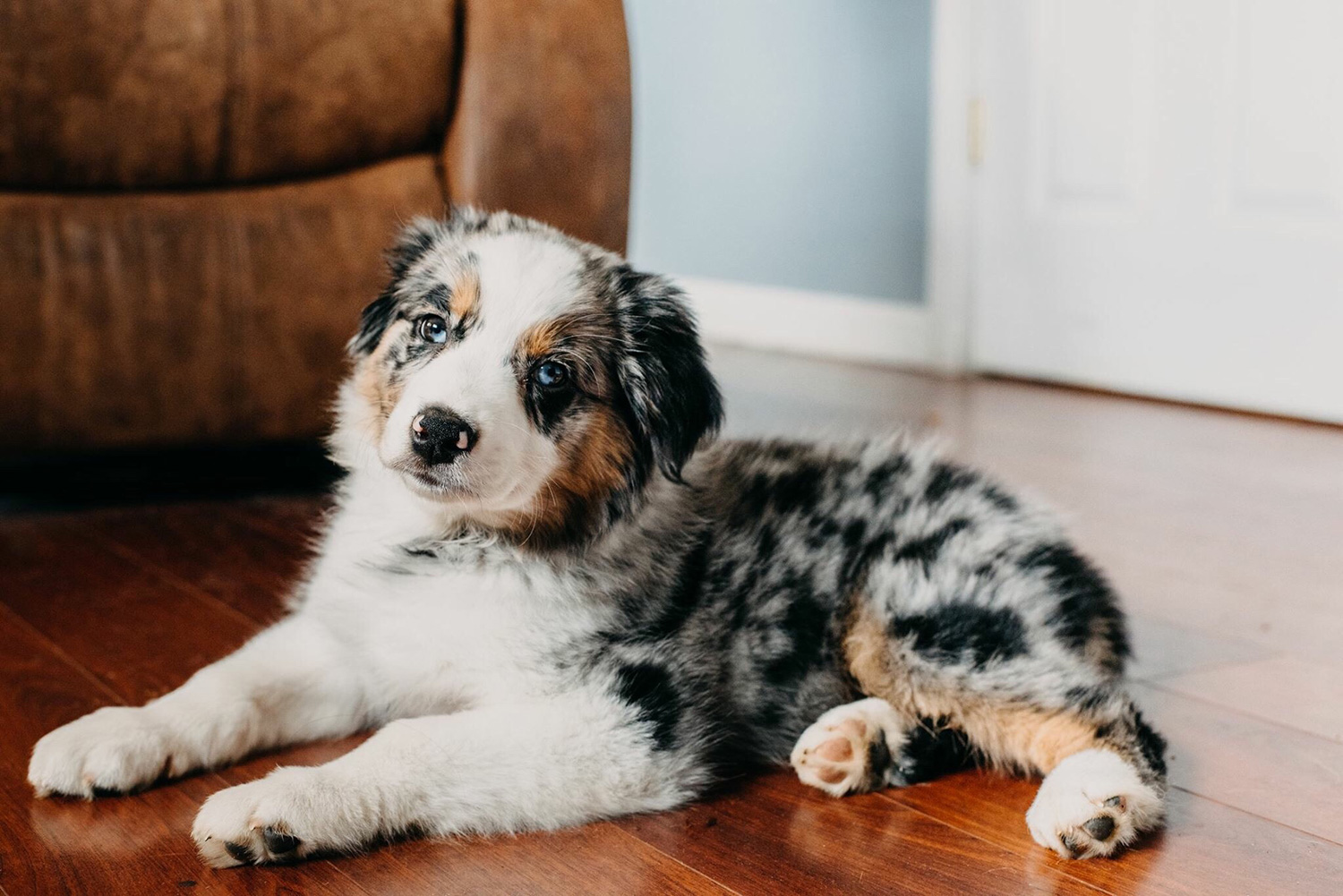 Australian Shepherd Puppies: The Ultimate Guide for New Dog Owners