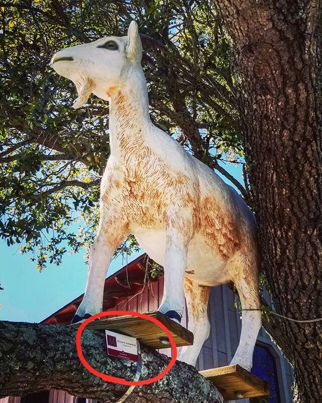 Some things don't seem to make any logical,  practical,  reasonable,  or rational sense,  and yet... there the 'thing' is, indisputably real and unchanging.  Take,  for example,  a stuffed goat perched in a live oak tree staring across the waterway..
