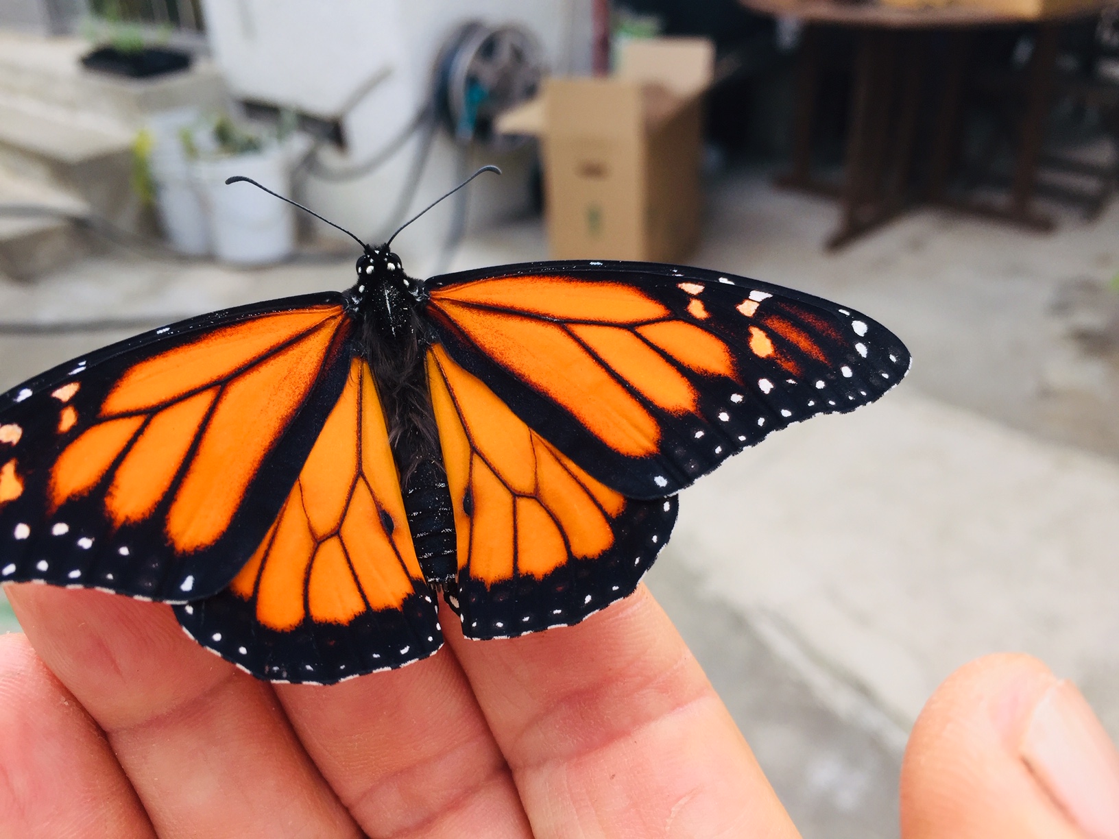 Monarch Male (better view of scent glands)