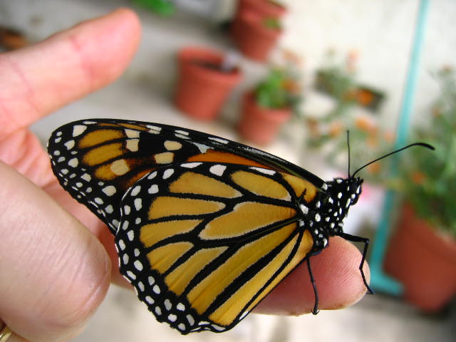 Monarch Female