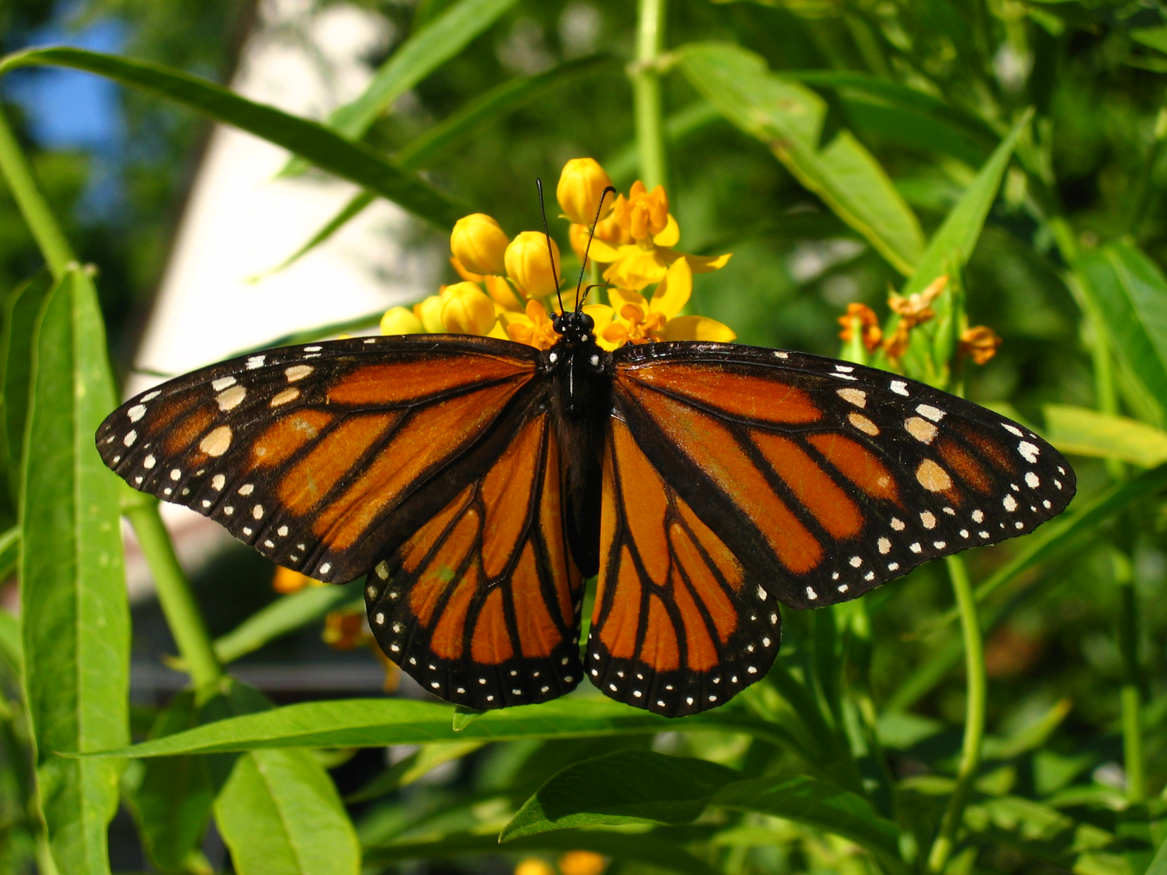 Monarch Female