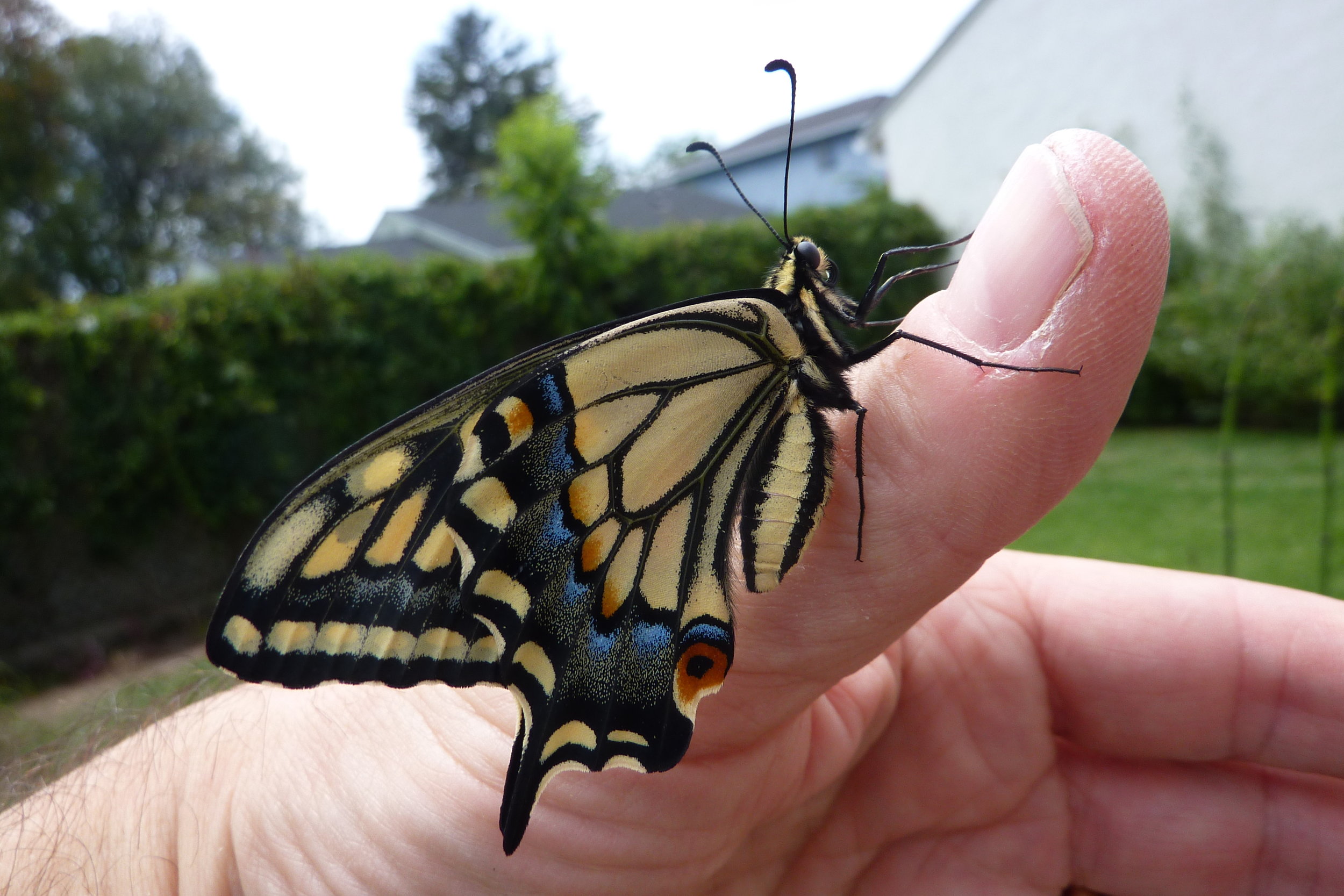 Yellow Swallowtail