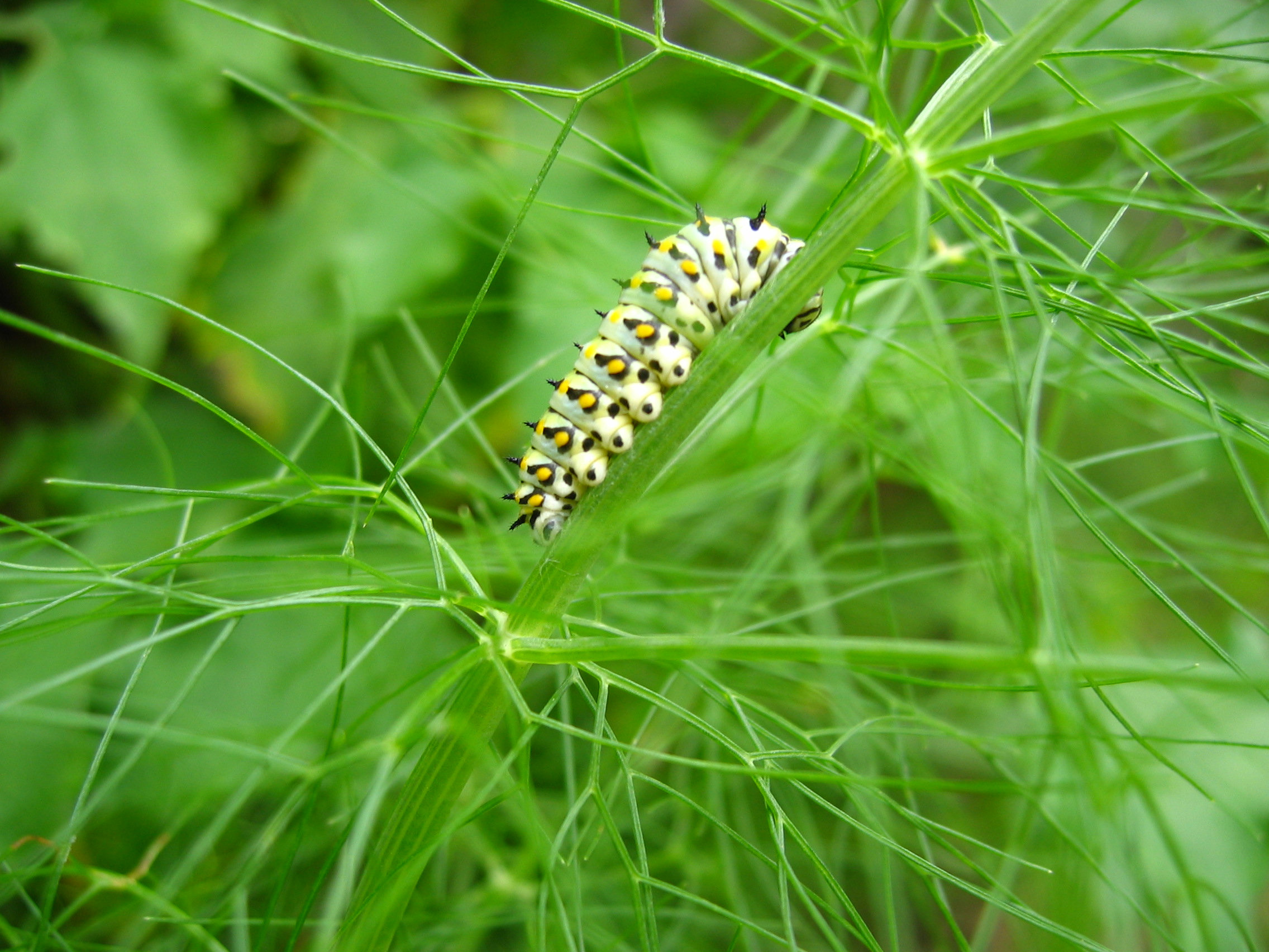 Yellow Swallowtail Caterpillar
