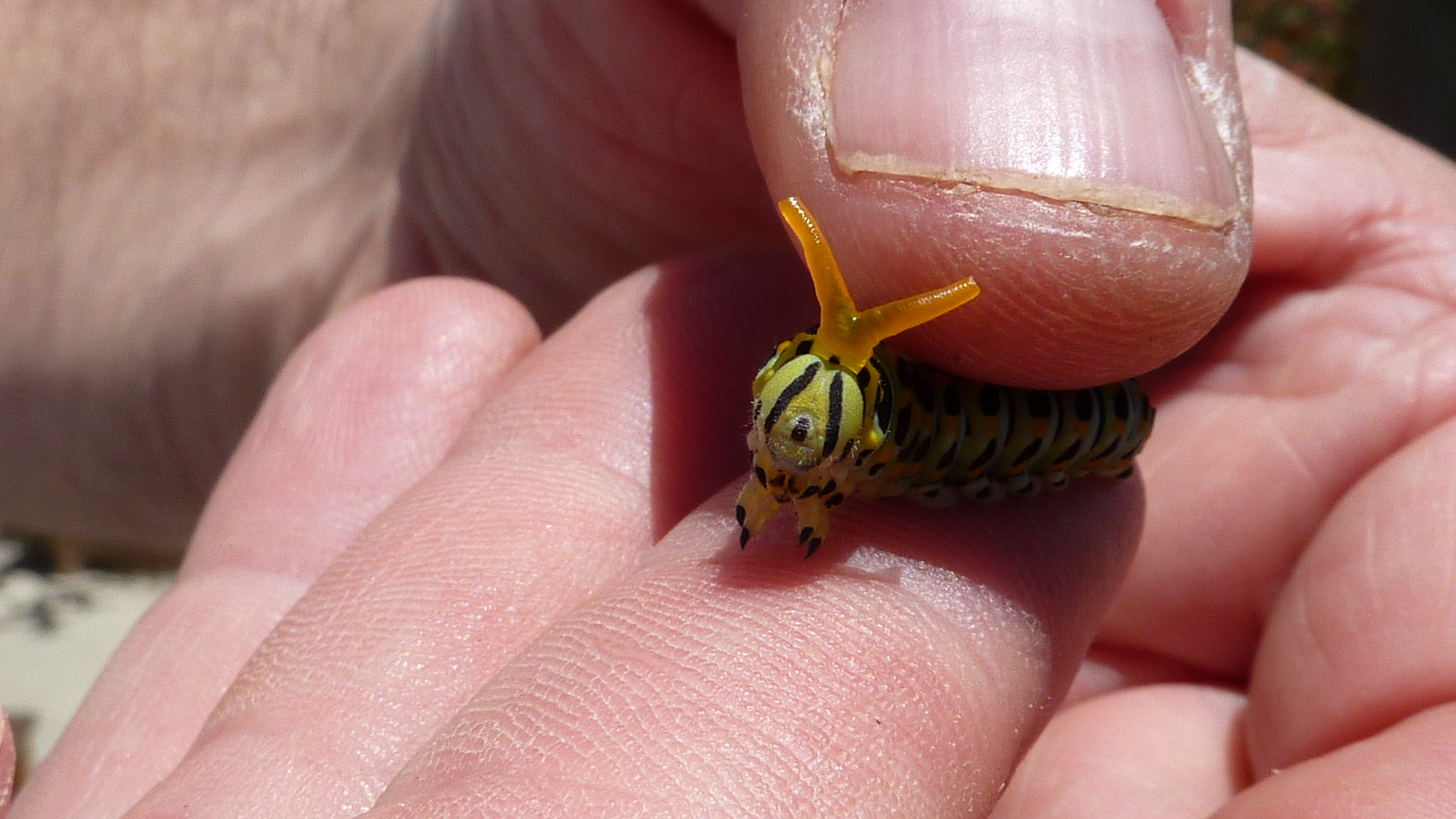 Yellow Swallowtail Caterpillar Trying to Scare-Away a Predator