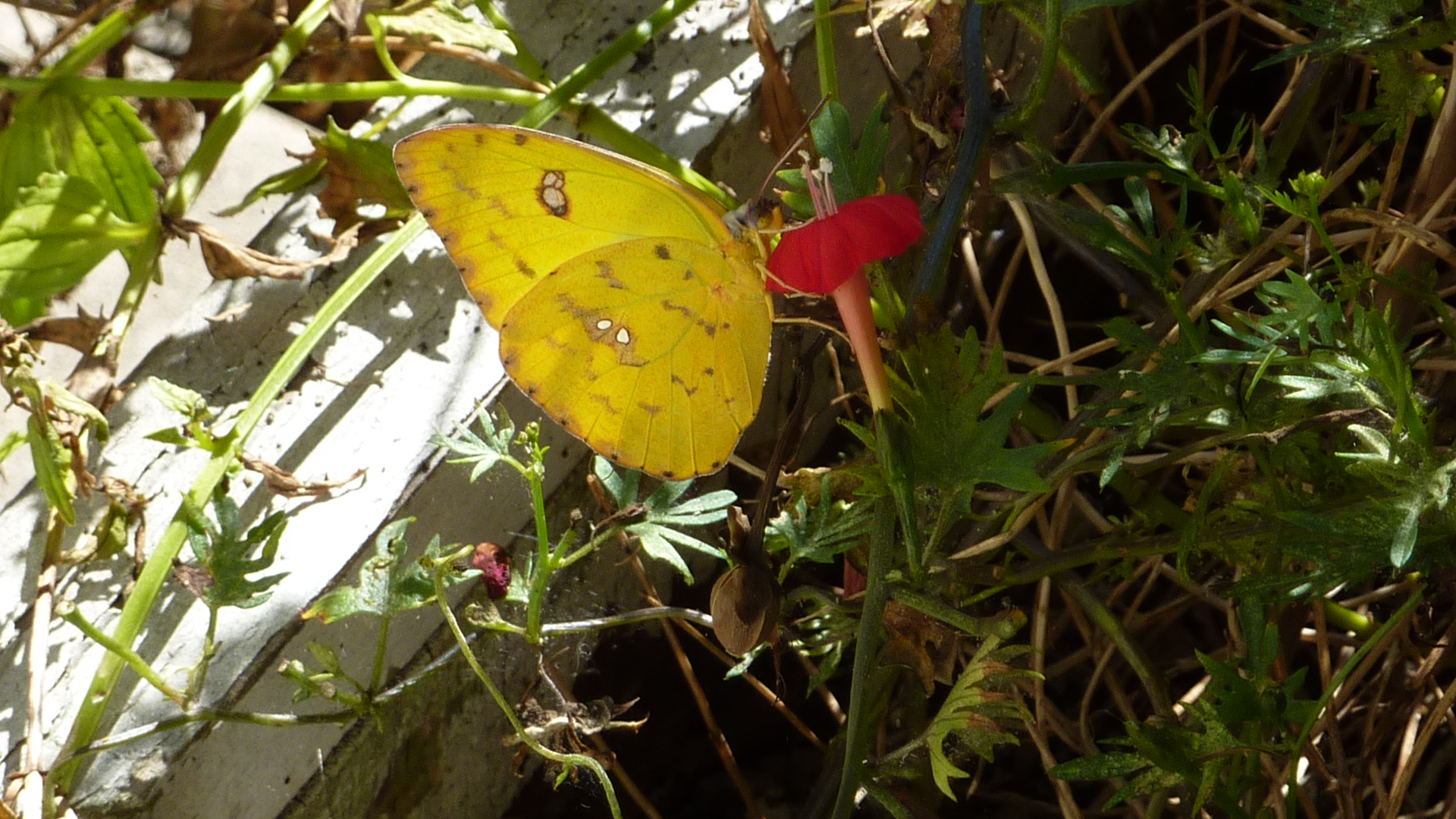 Cloudless Sulfur