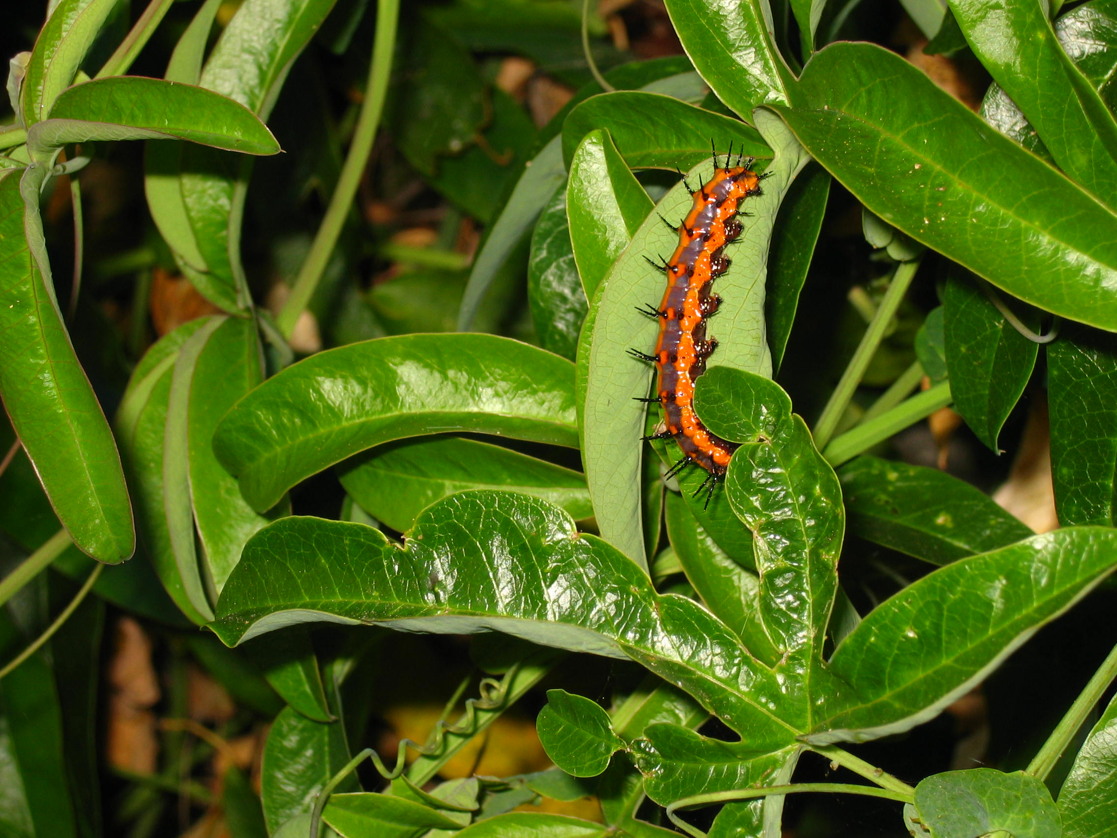 Gulf Fritilary Caterpillar