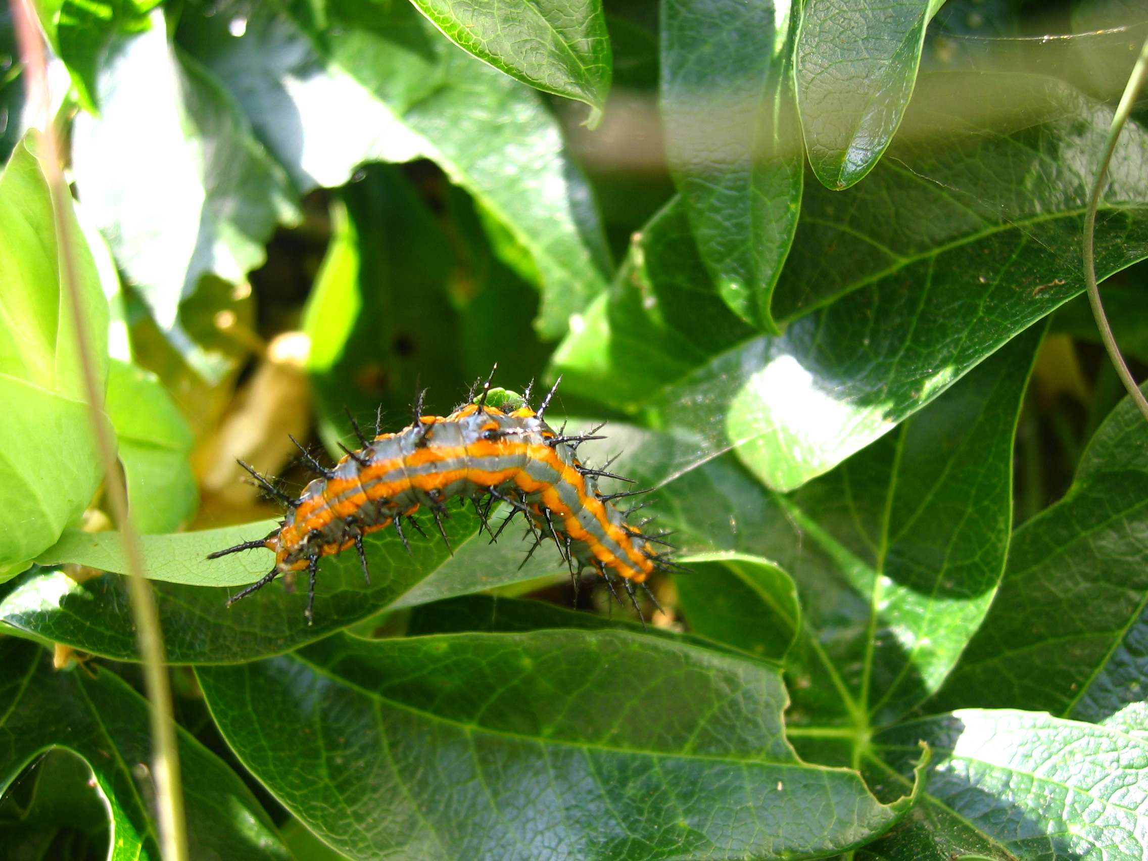 Gulf Fritilary Caterpillar