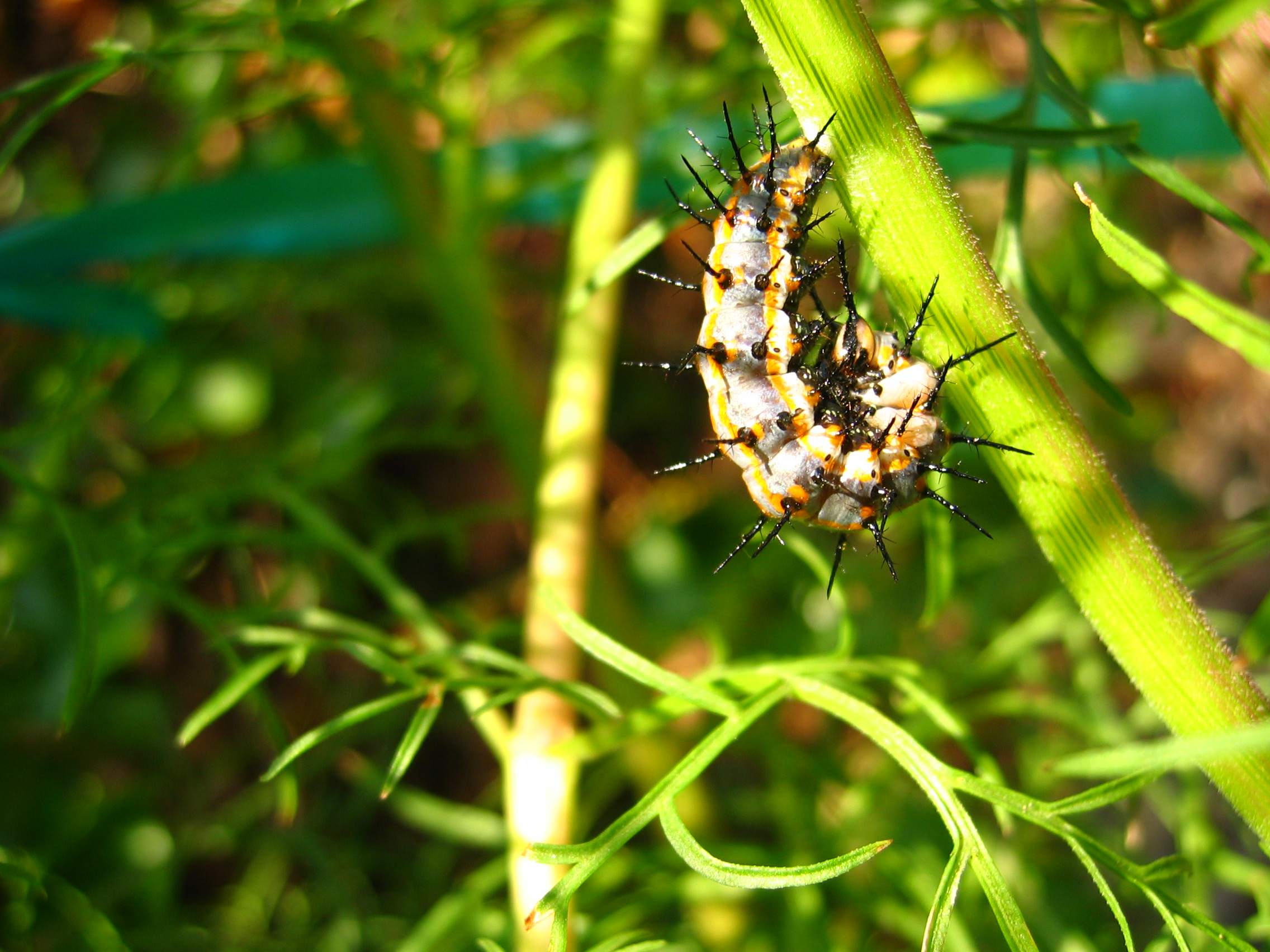 Gulf Fritilary Caterpillar Beginning to Chrysalize