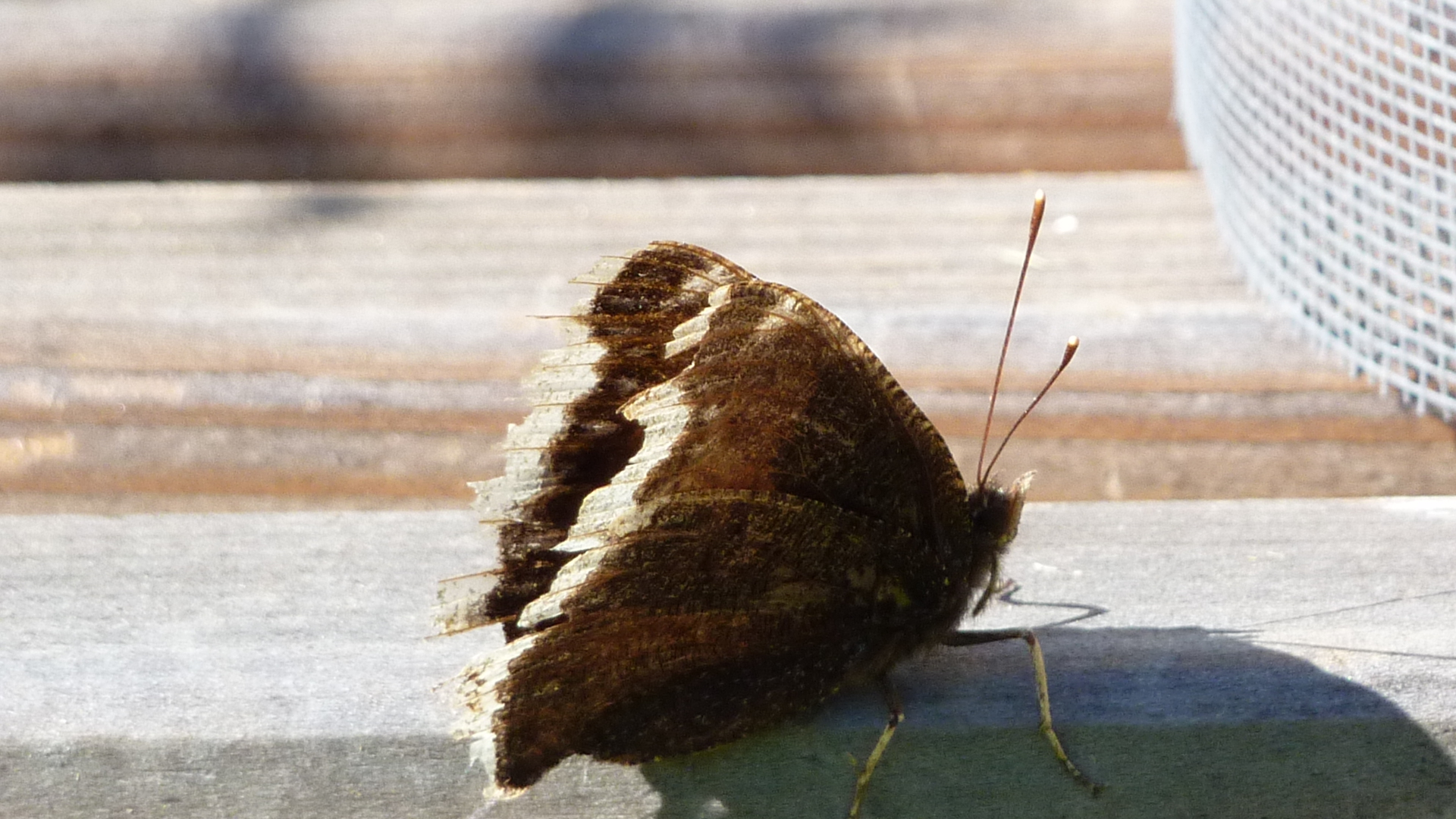 Mourning Cloak (Seems to have had a rough life)