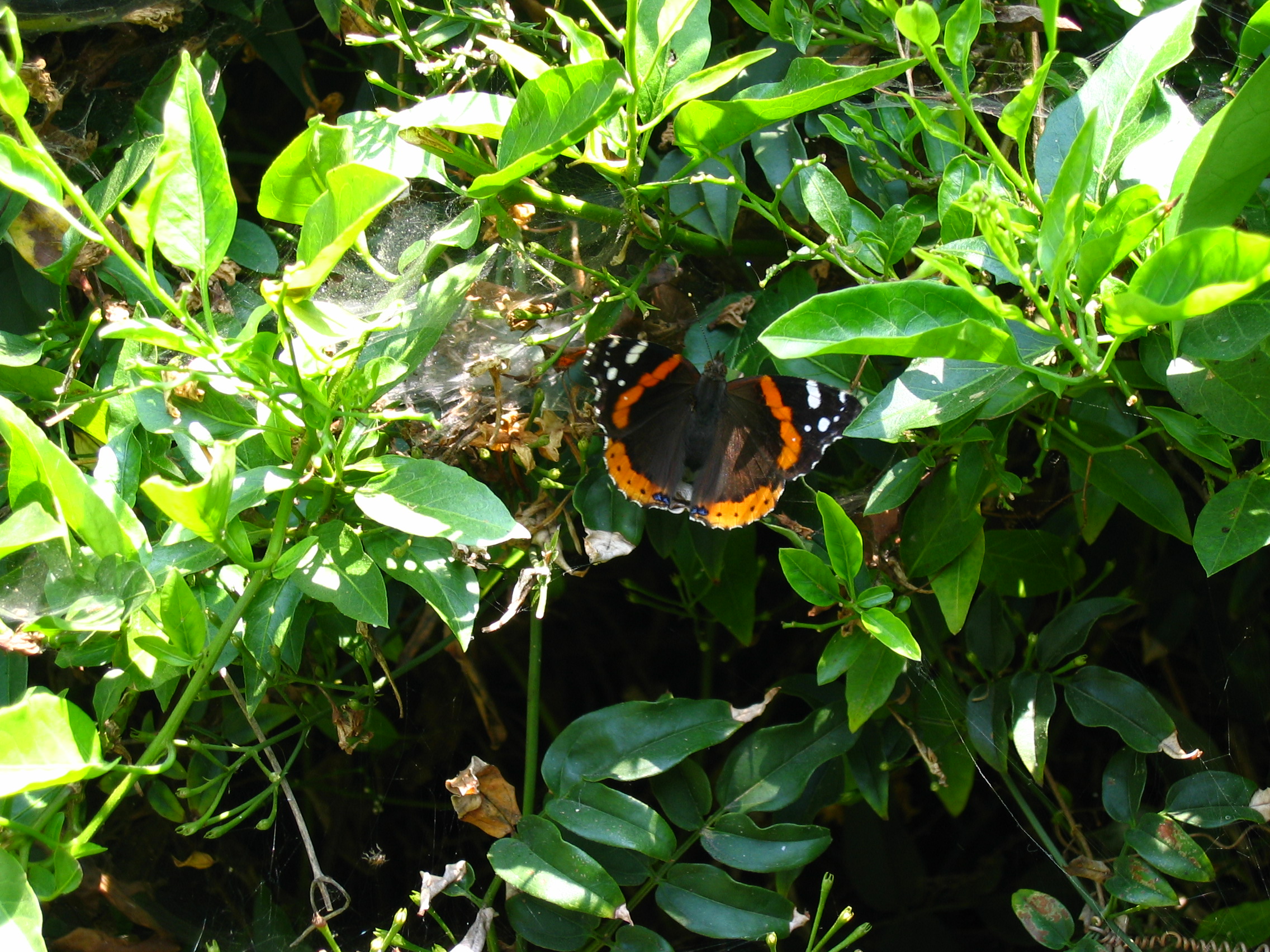 Red Admiral