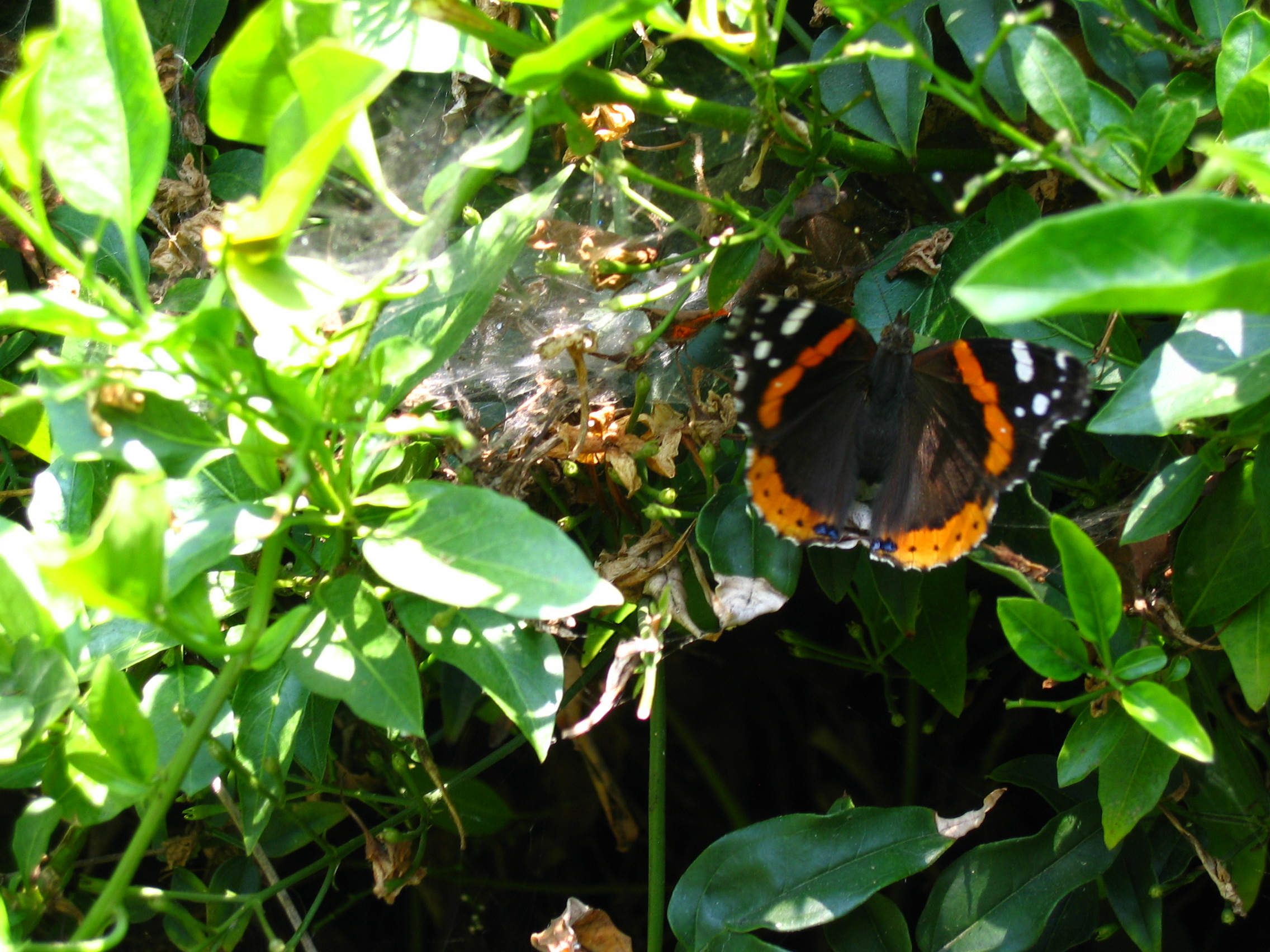 Red Admiral