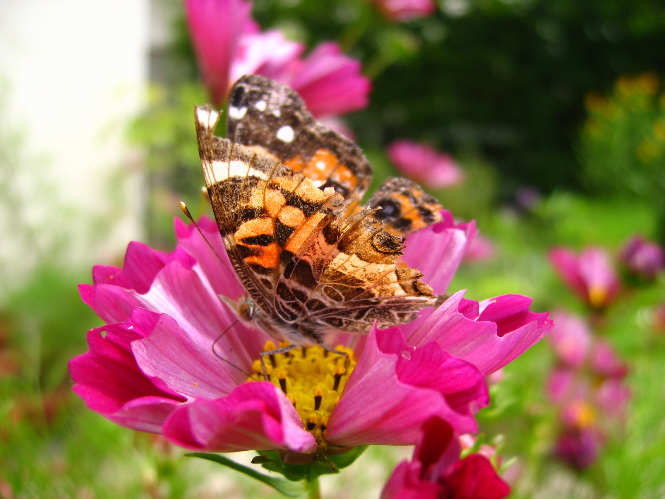 Painted lady