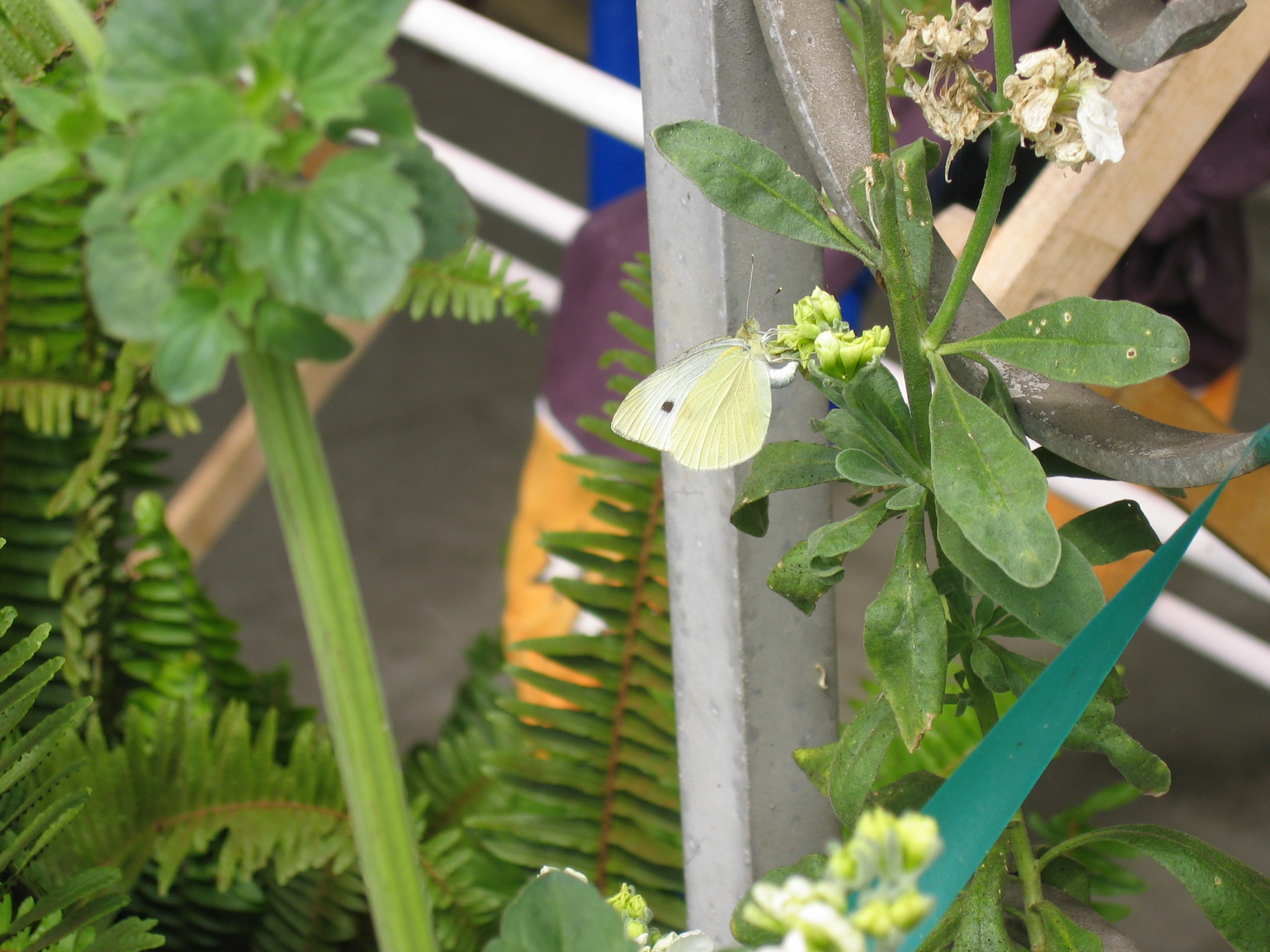 Cabbage White Laying an egg