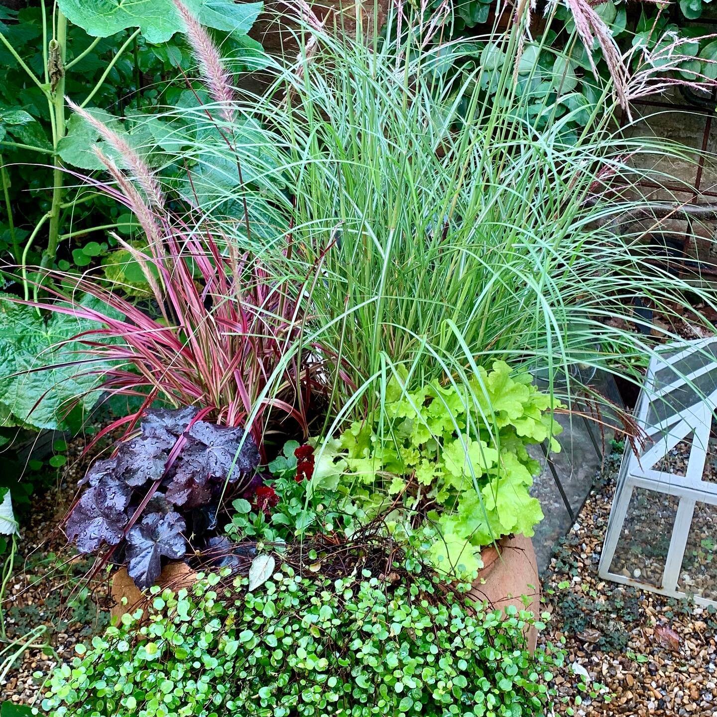 A few people have kindly asked what I planted in my pots last week, so here goes:
The fabulous Miscanthus Sinensis Malepartus;
Pennisetum Selaceum Fireworks 🌾
Pennisetum Alopecuroides Hameln;
My absolute fave Heuchera Obsidian;
Heuchera Caramel 🍁
H